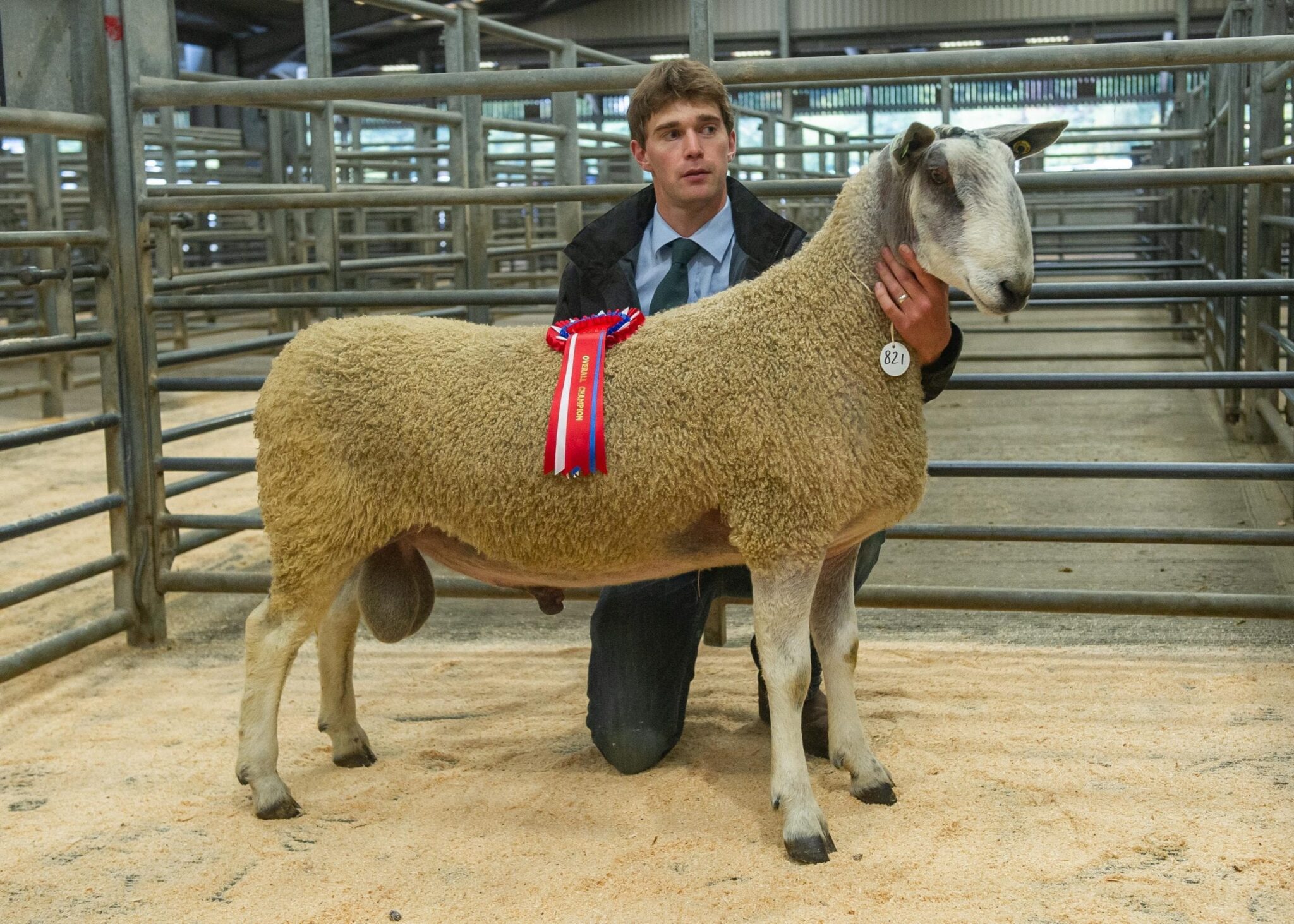Hexham Rams & Females Image