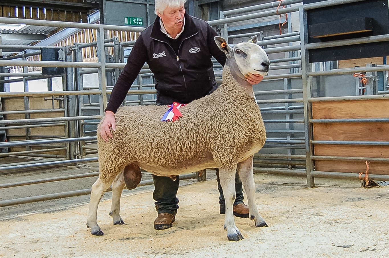 Hexham Ram & Female Sale Sale Reports