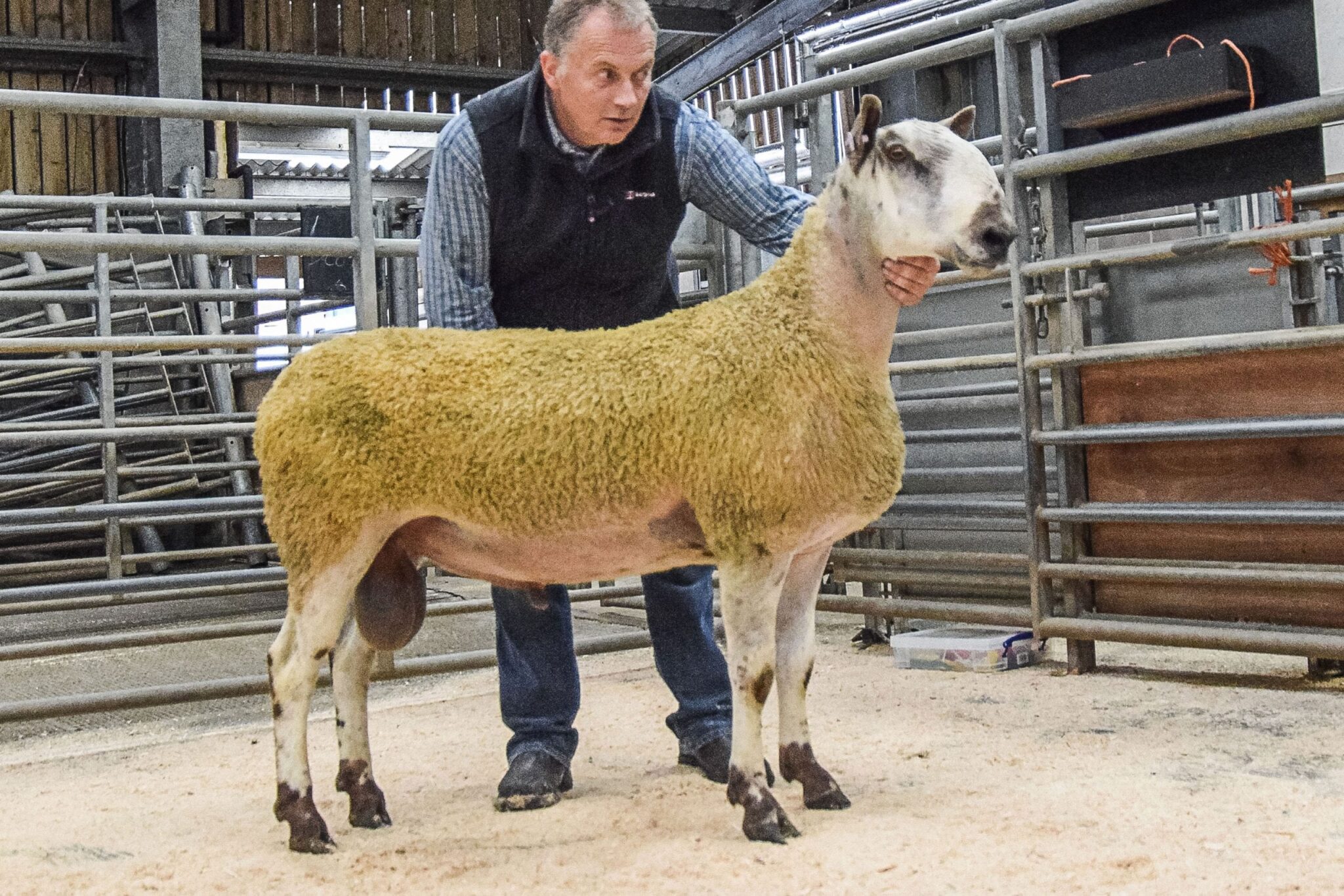 Hexham Ram & Female Sale Sale Reports