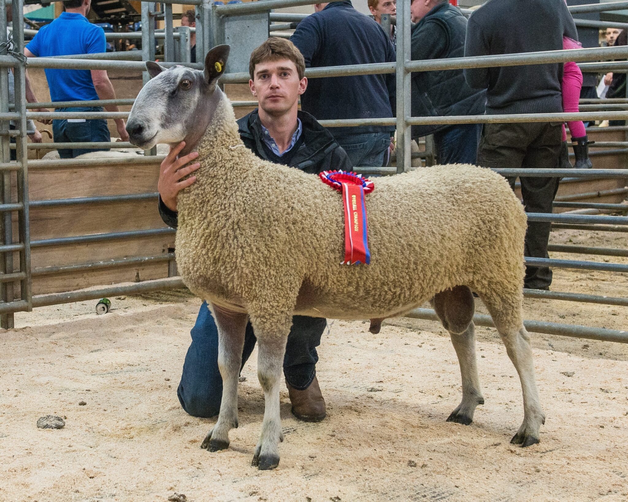 Hexham Ram & Female Sale Sale Reports