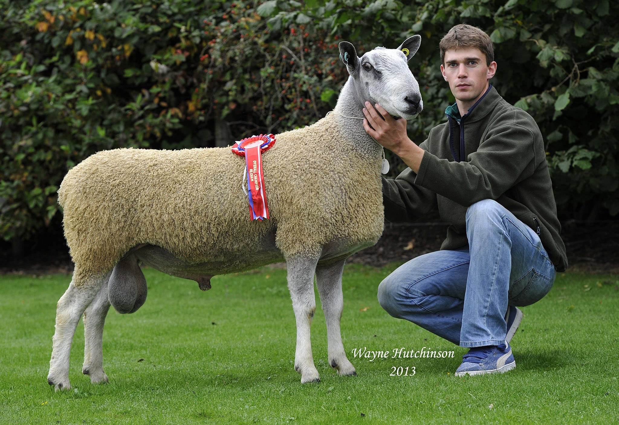 Hexham Ram & Female Sale Sale Reports