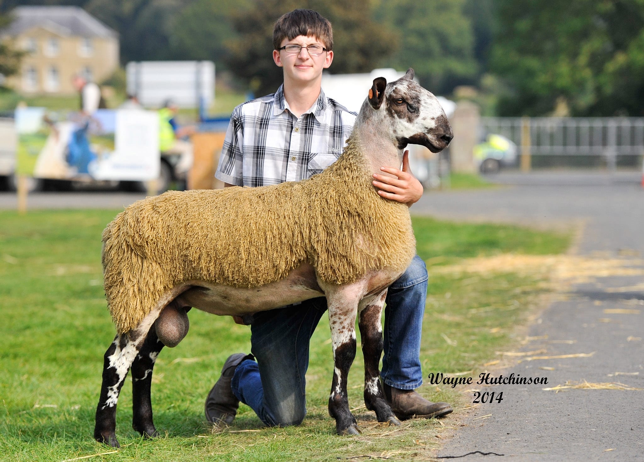 Kelso Ram Sale Sale Reports