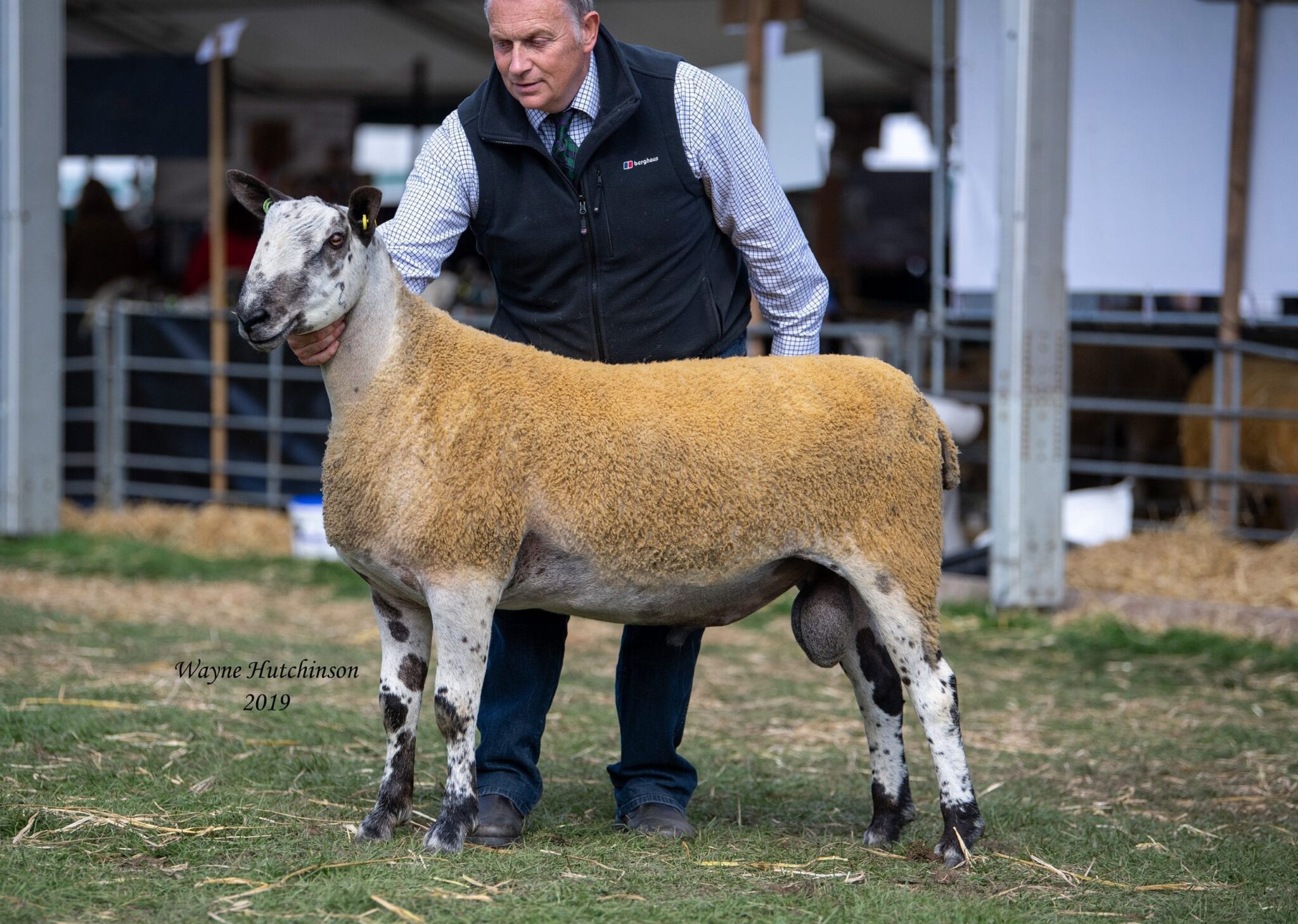 Hexham Ring 17 Rams & Ram Lambs Image