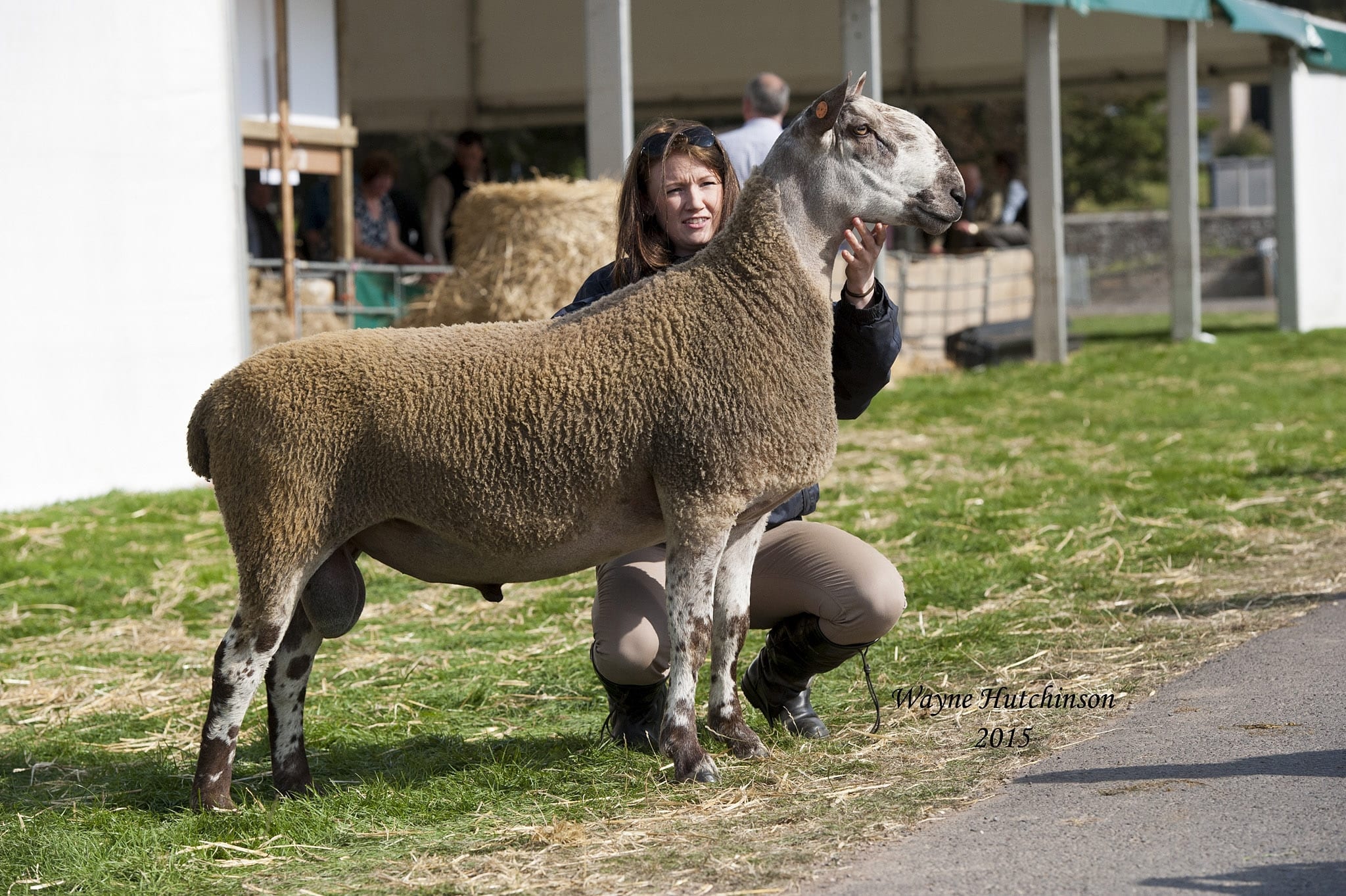 Kelso Ram Sale Sale Reports