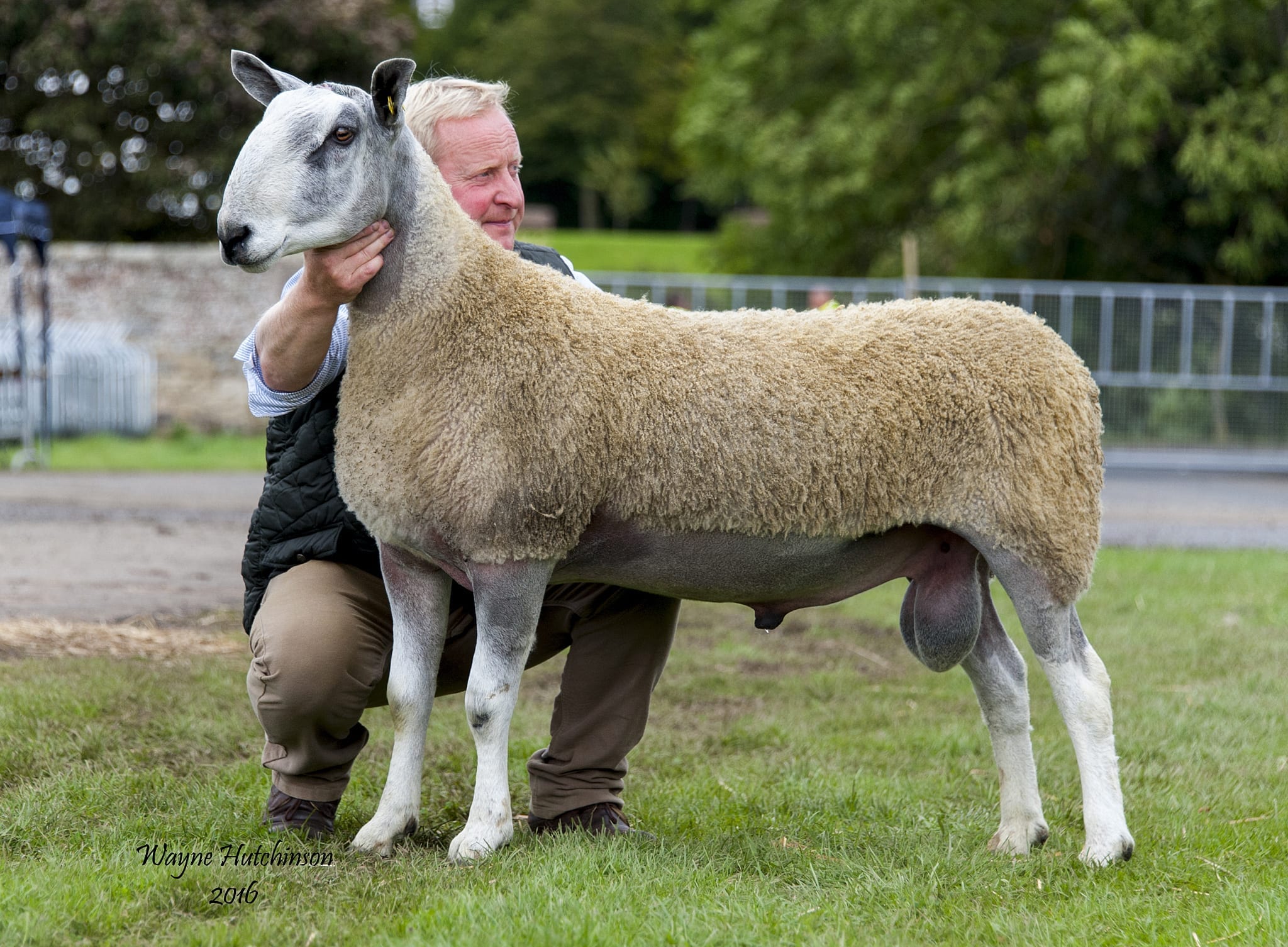 Kelso Ram Sale – Traditional Type Sale Reports