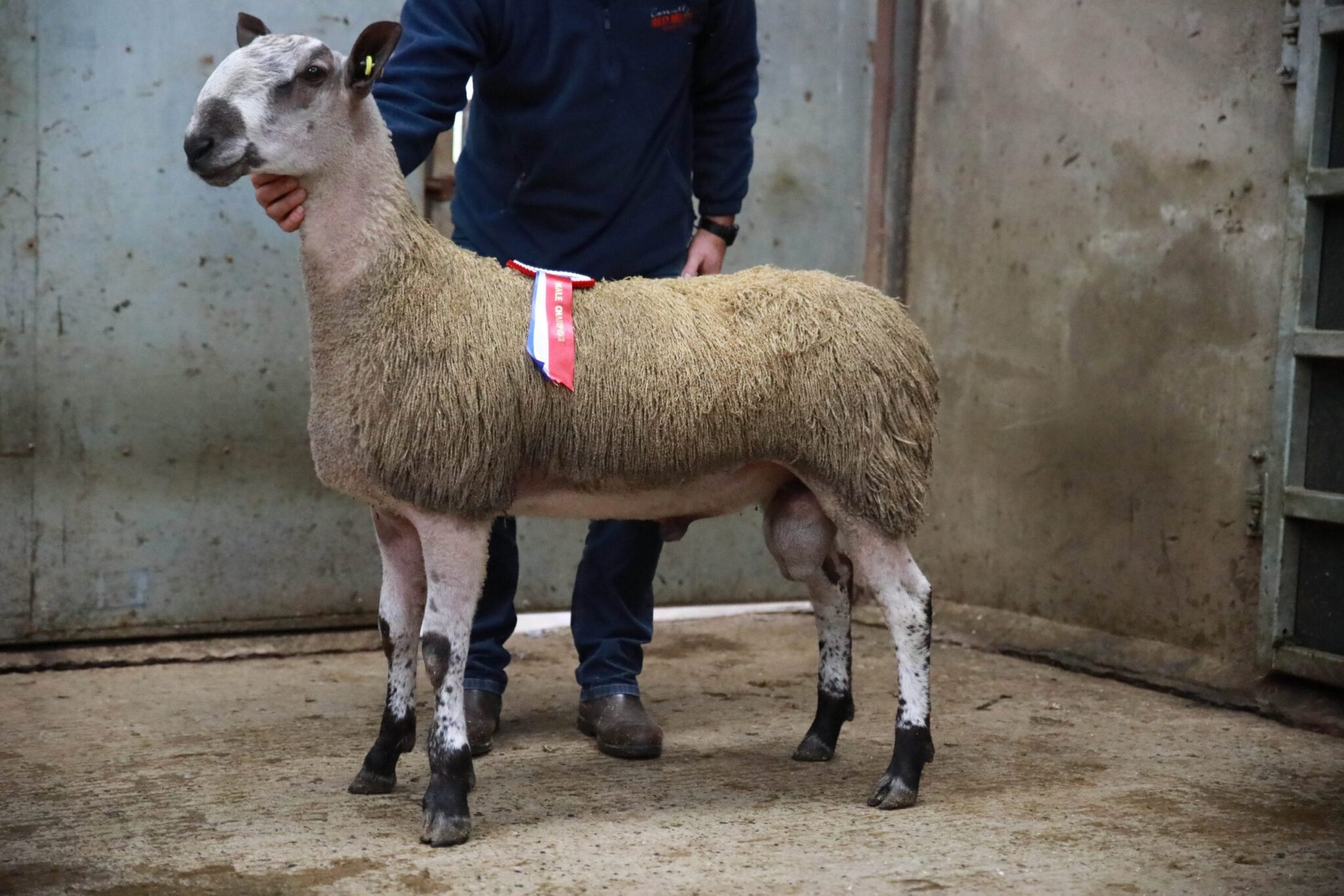 Armoy Rams and Females Sale Reports
