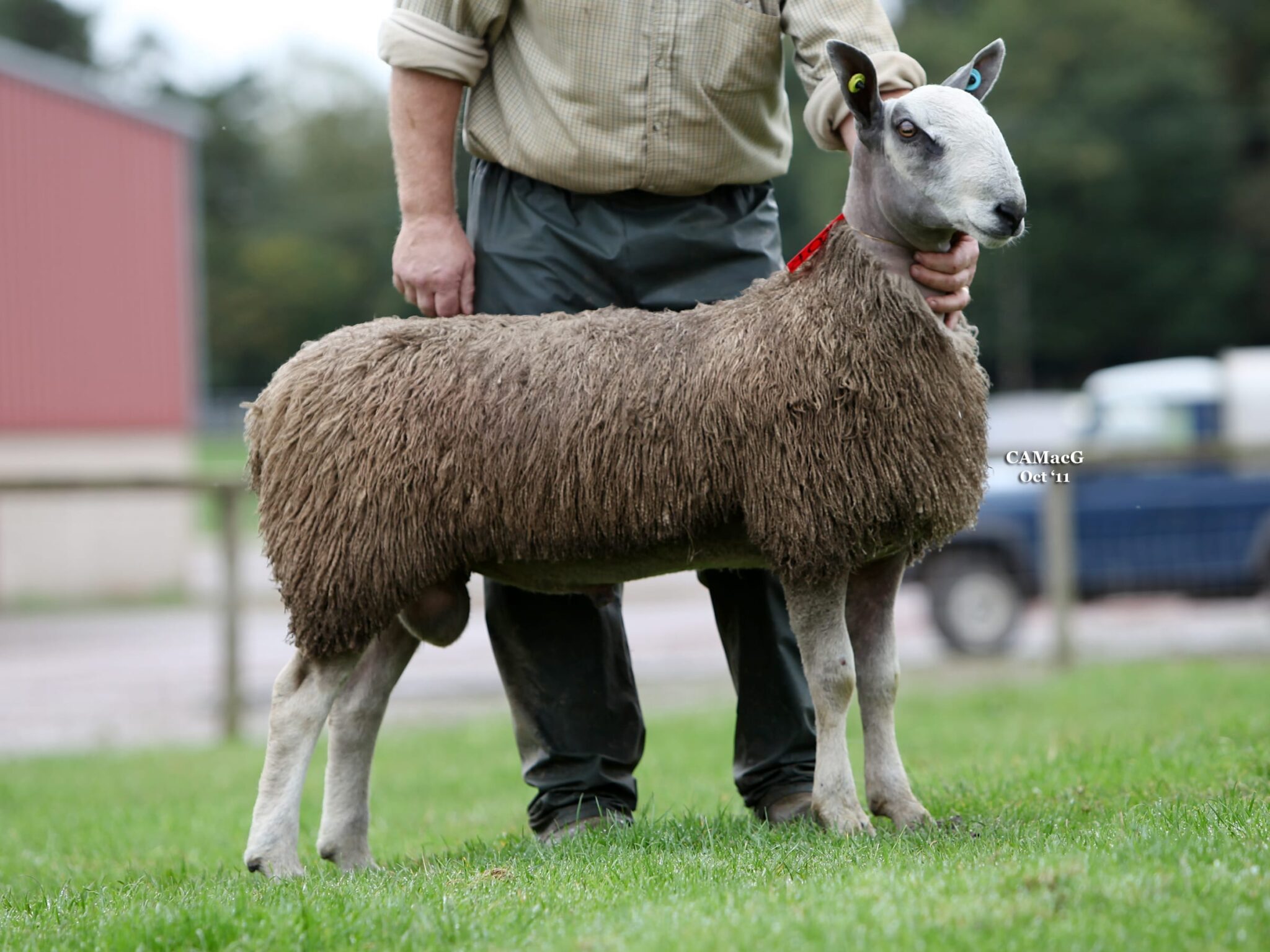 Lanark Ram & Female Sale Sale Reports