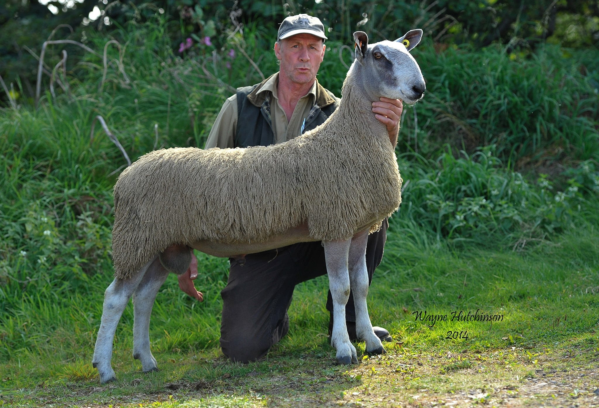 Longtown Ram & Female Sale 2014 Sale Reports