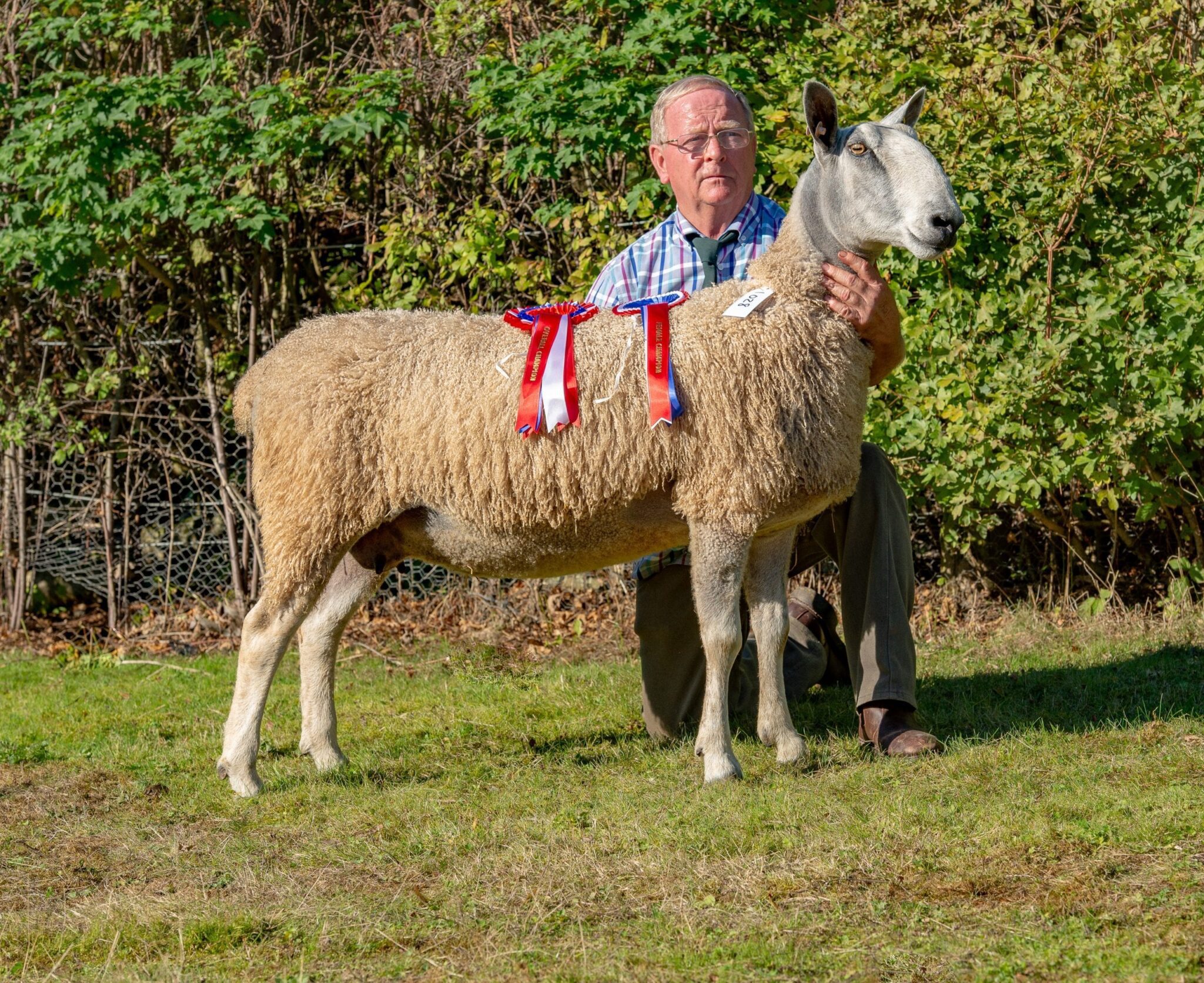 Welshpool Rams and Females Sale Reports