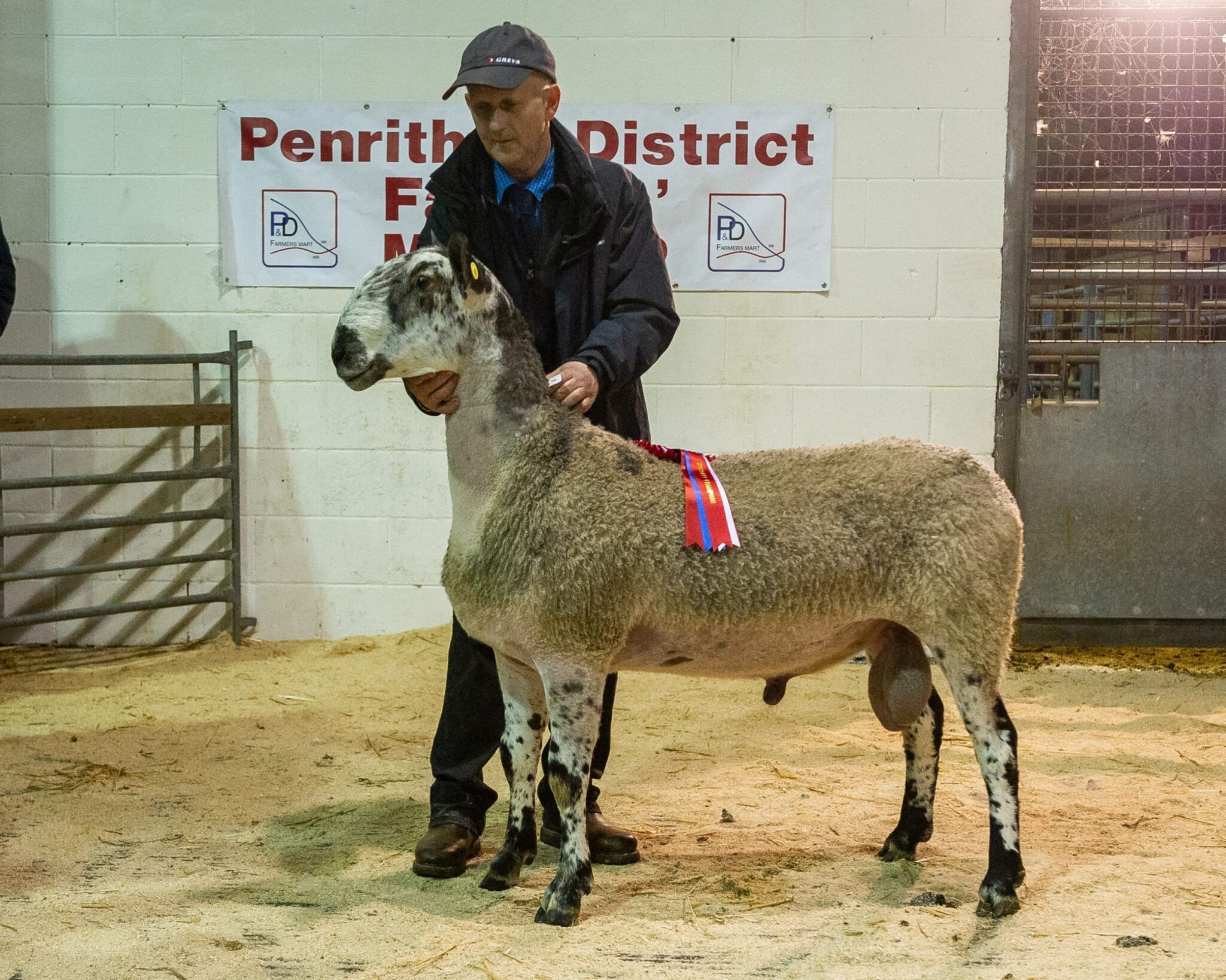 Penrith Ram Sale Sale Reports