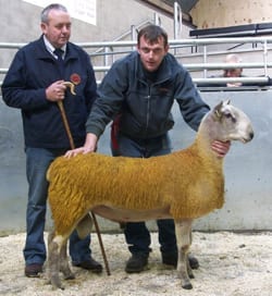 Armoy Rams & Females Sale Sale Reports