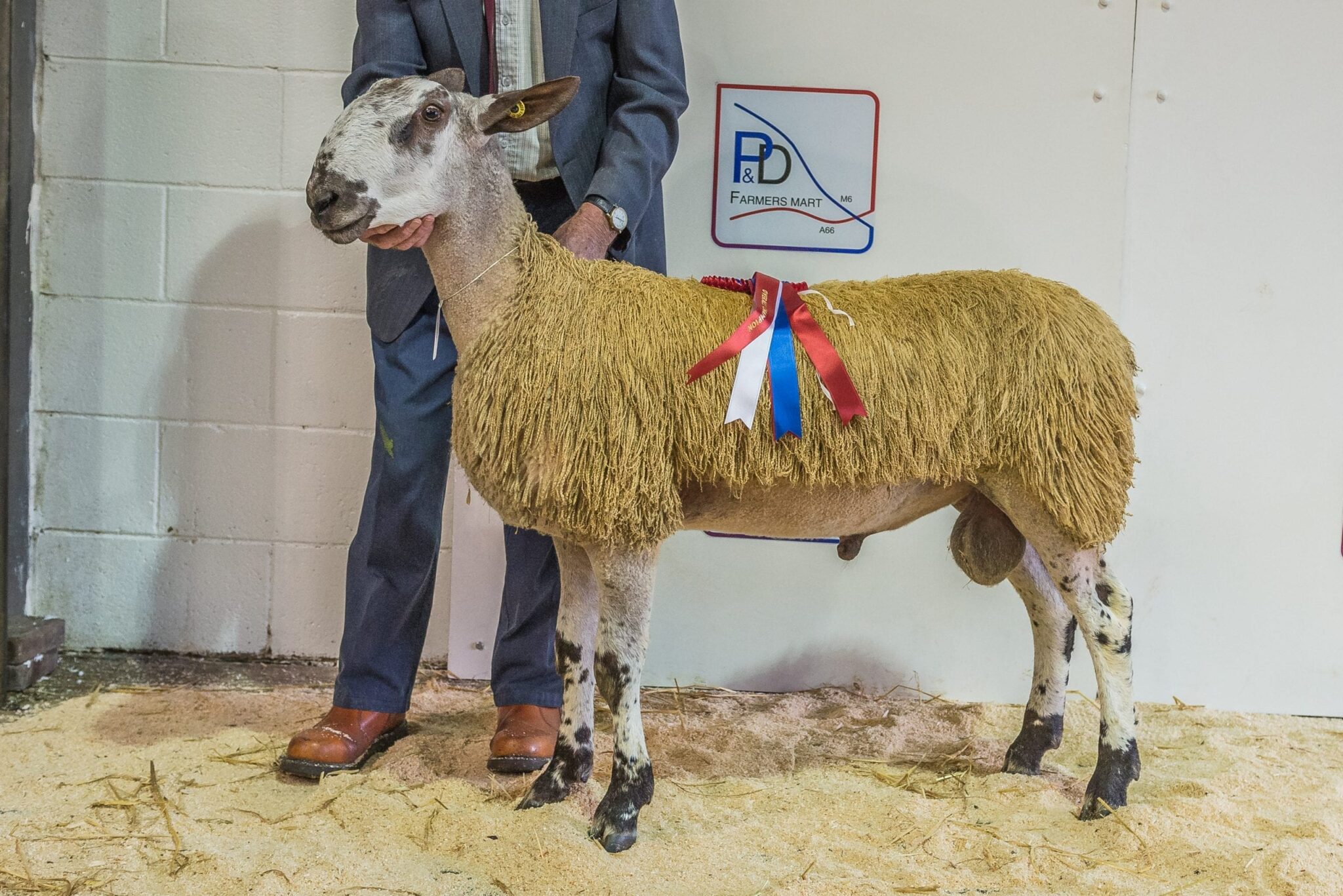 Penrith Ram & Female Sale Sale Reports