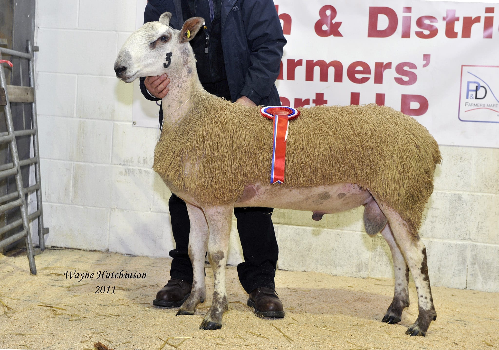 Penrith Ram & Female Sale Sale Reports