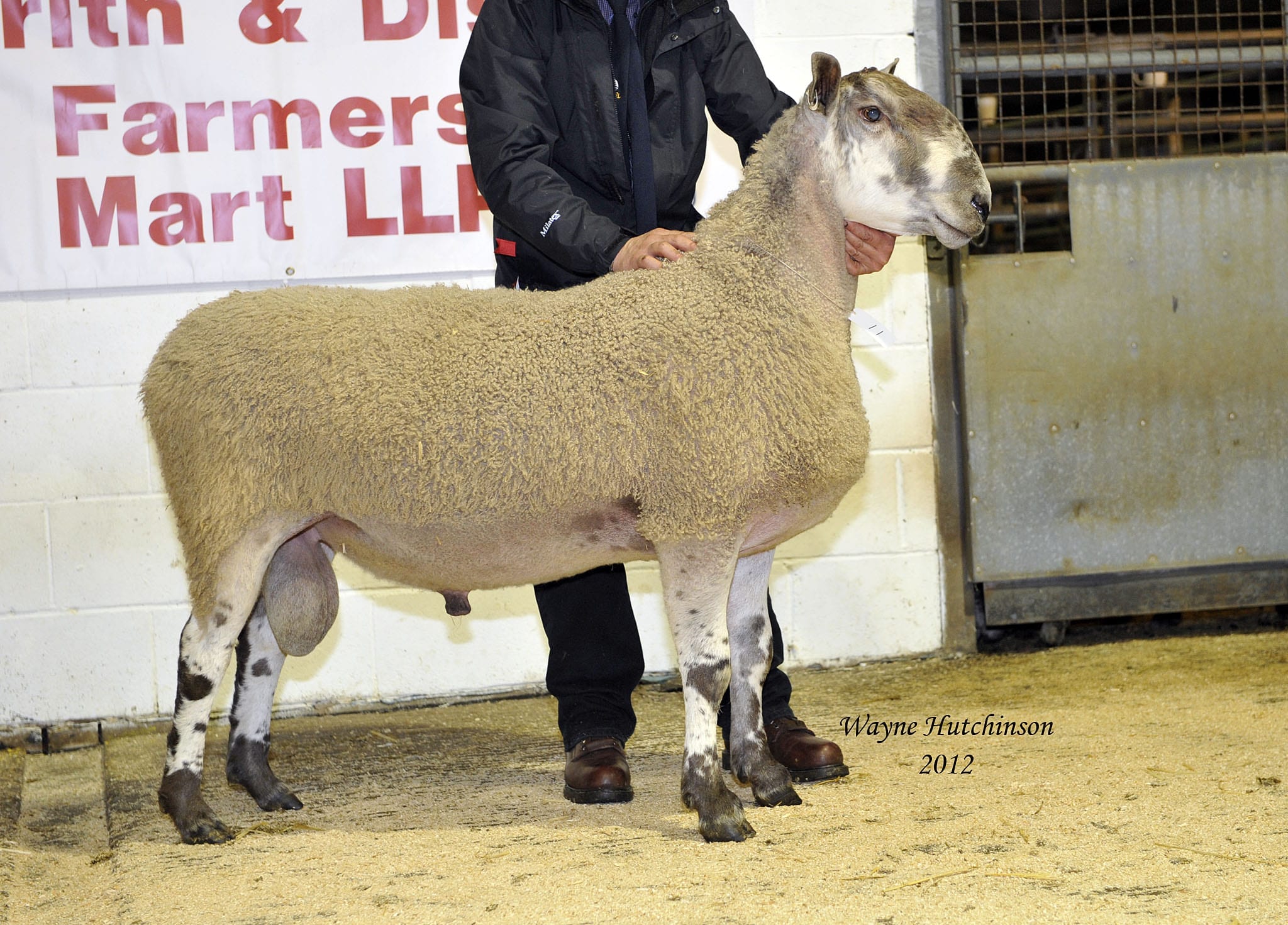 Penrith Ram & Female Sale Sale Reports