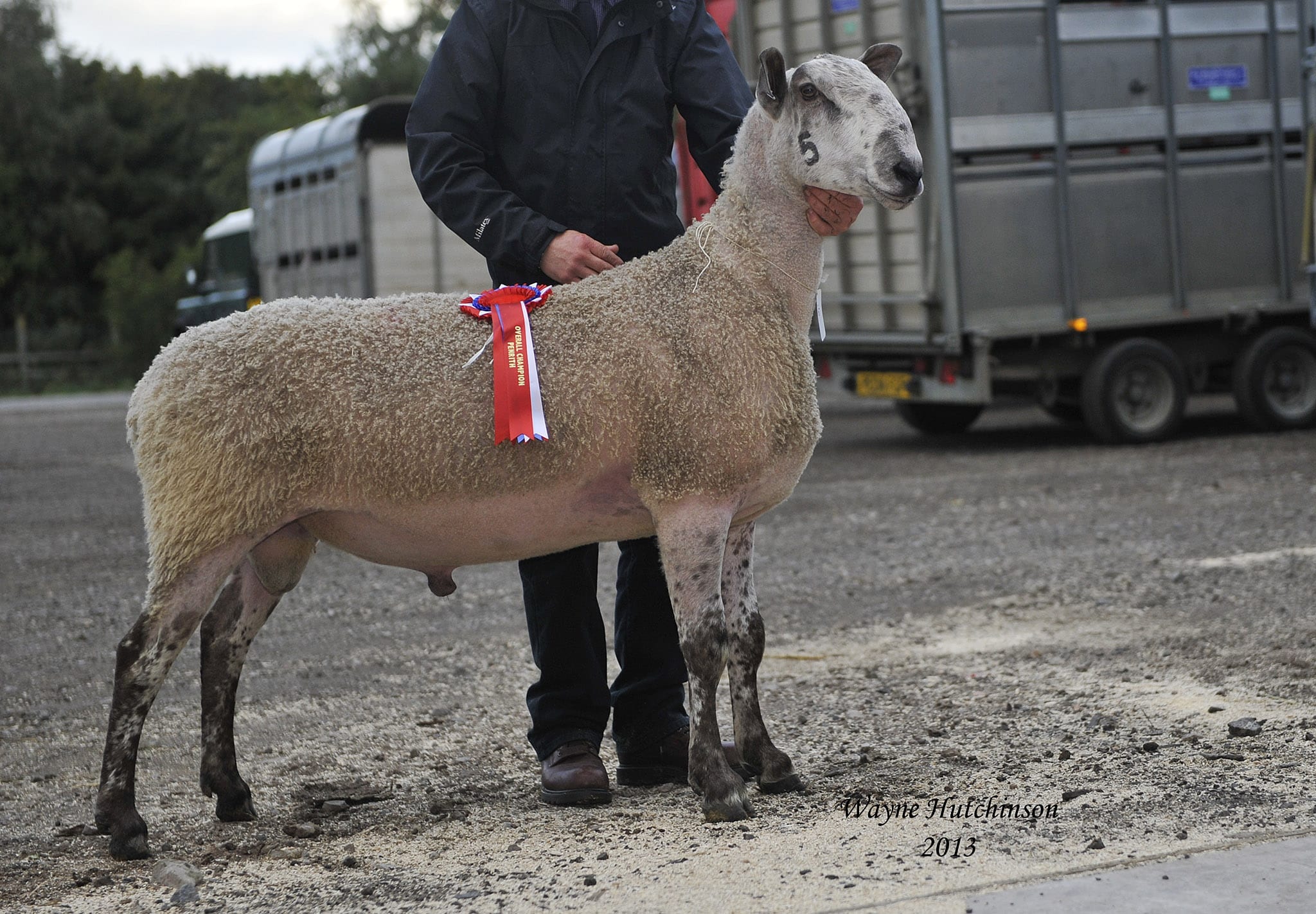 Penrith Ram & Female Sale Sale Reports