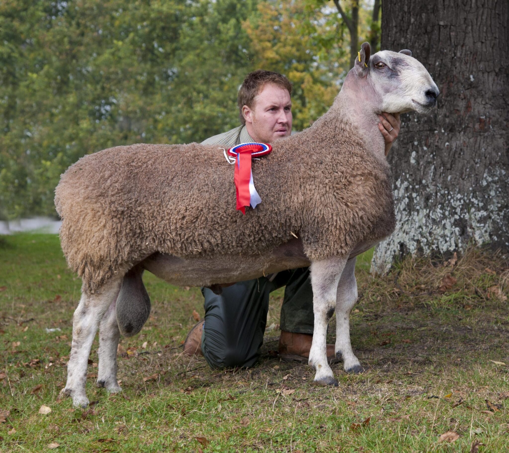 Ruthin Ram & Female Sale Sale Reports