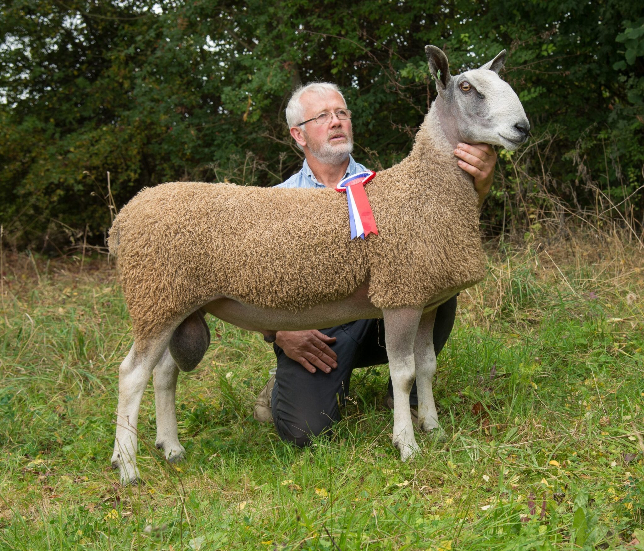 Ruthin Ram Female Sale Bluefaced Leicester Sheep Breeders Association