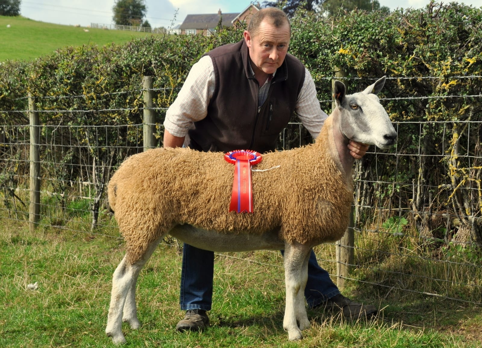 Ruthin Ram & Female Sale Sale Reports