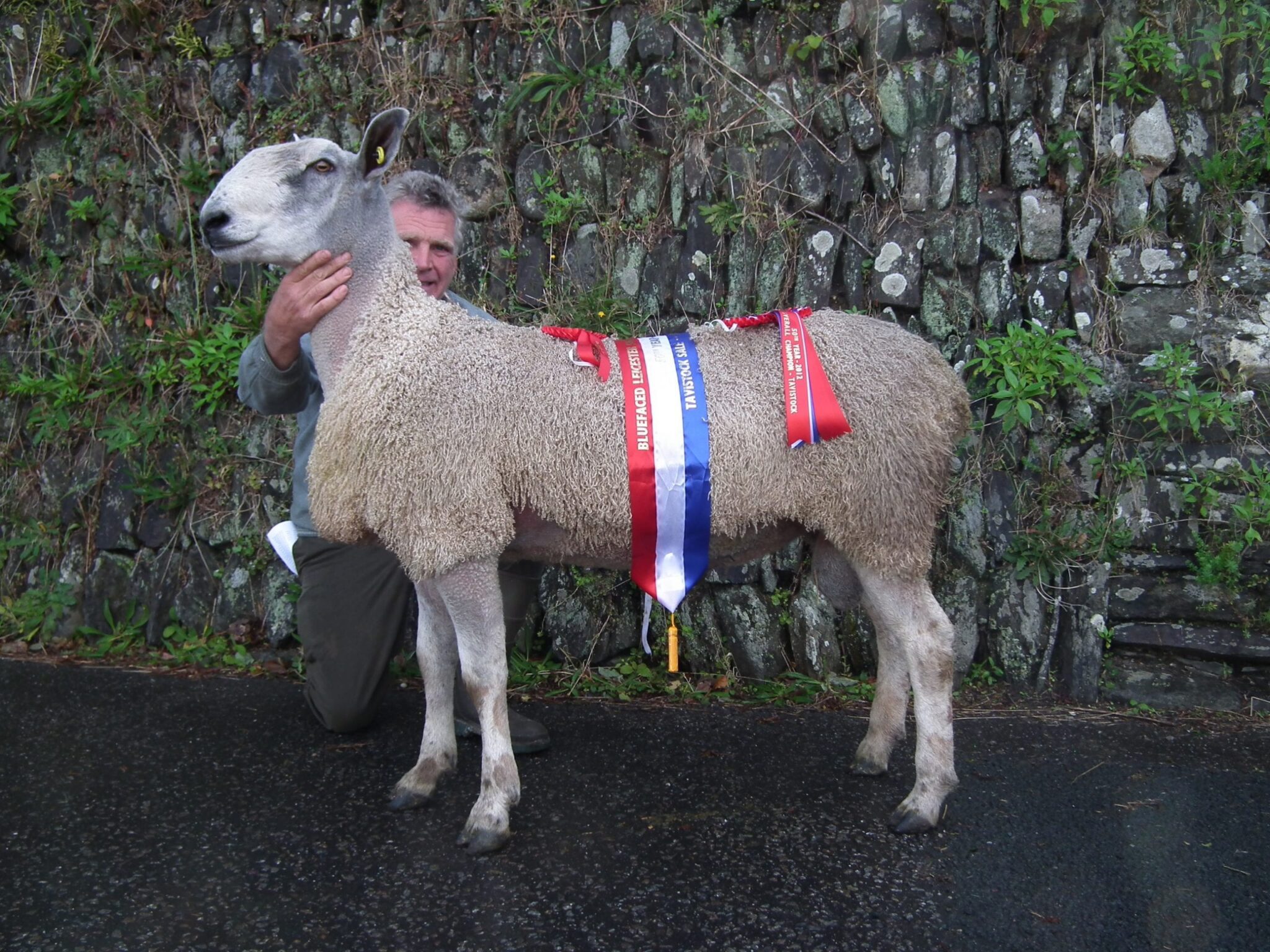 Tavistock Ram & Female Sale Sale Reports