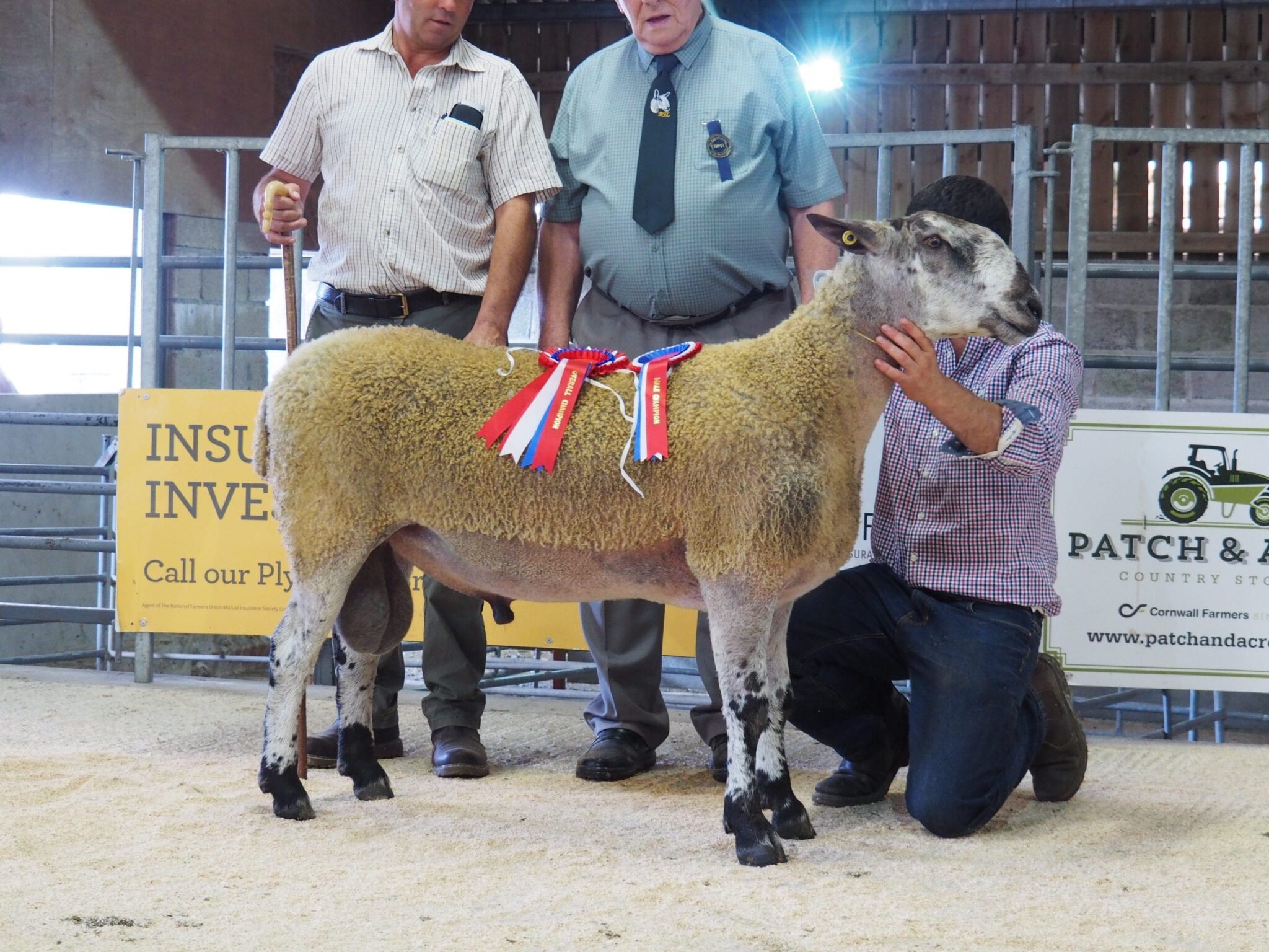 Tavistock Rams & Females Image
