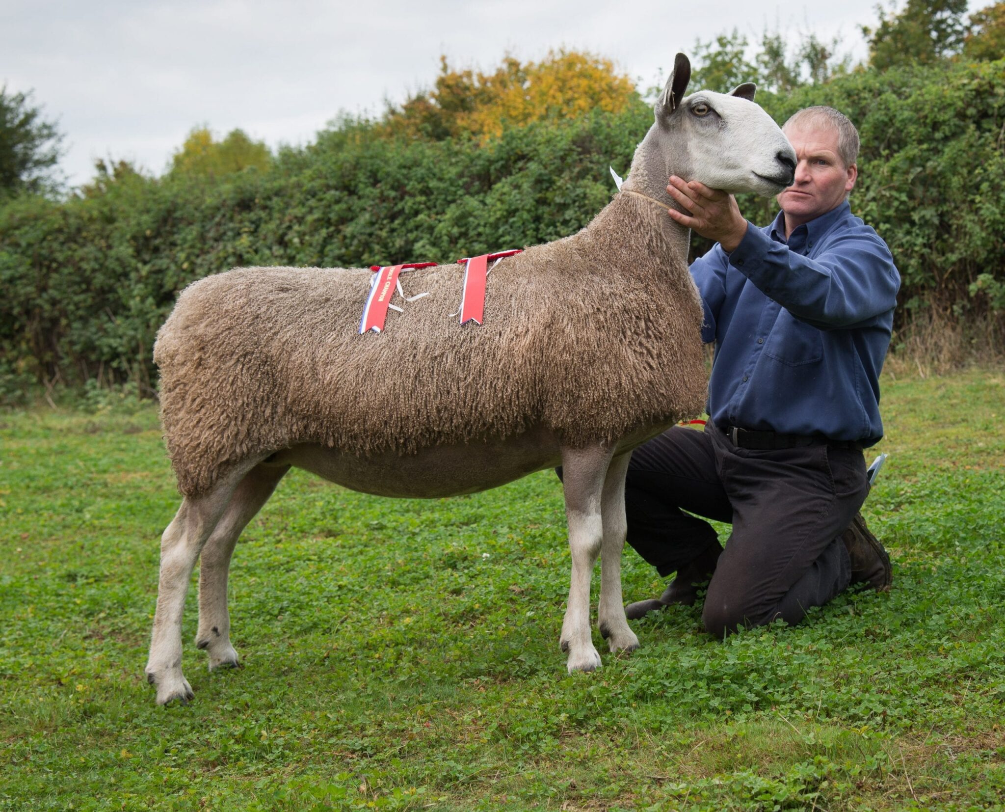 Welshpool Ram & Female Sale Sale Reports