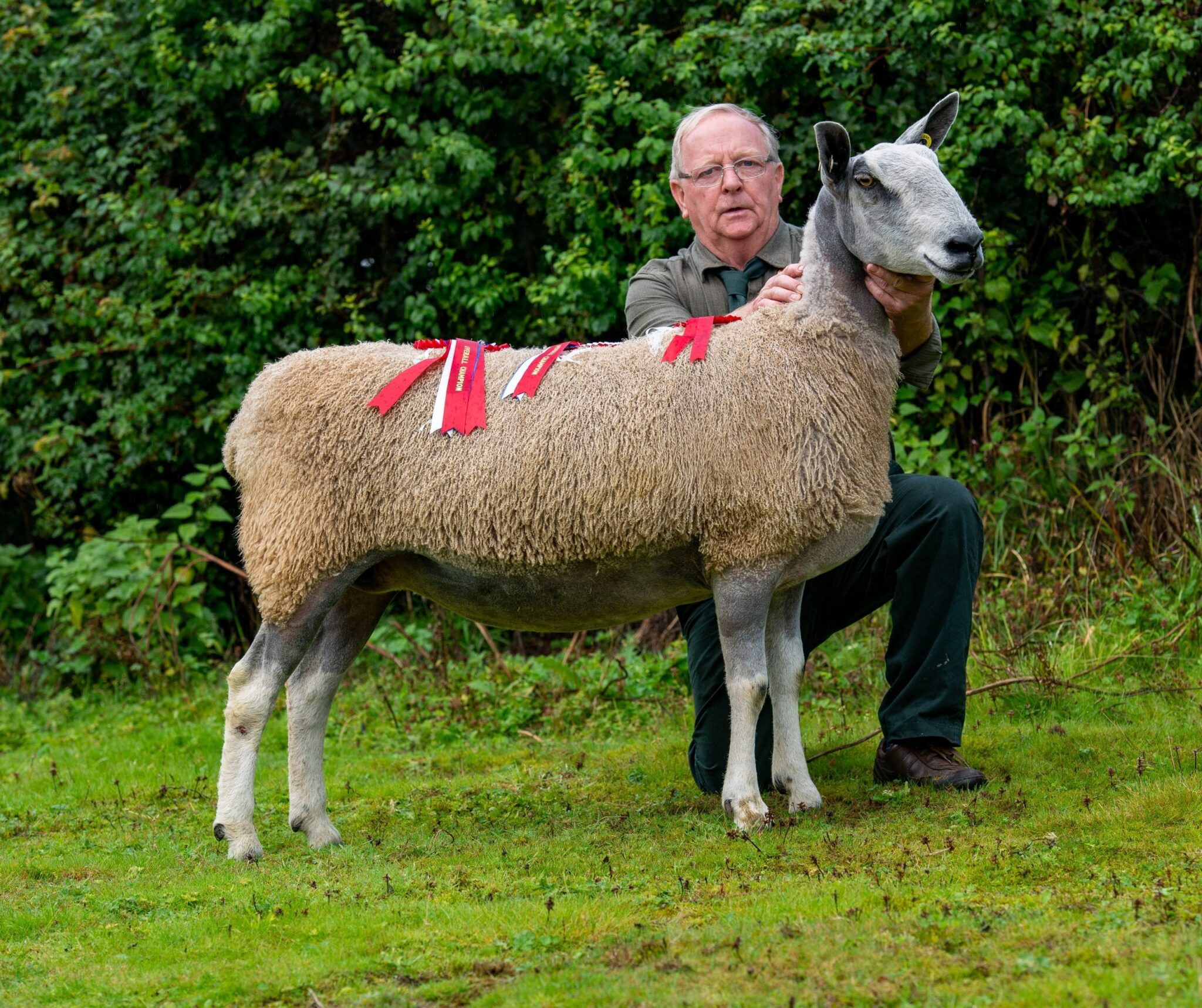 Welshpool Rams & Females Image
