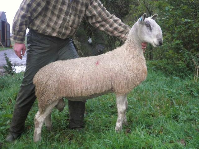 Armoy Ram & Female Sale Sale Reports