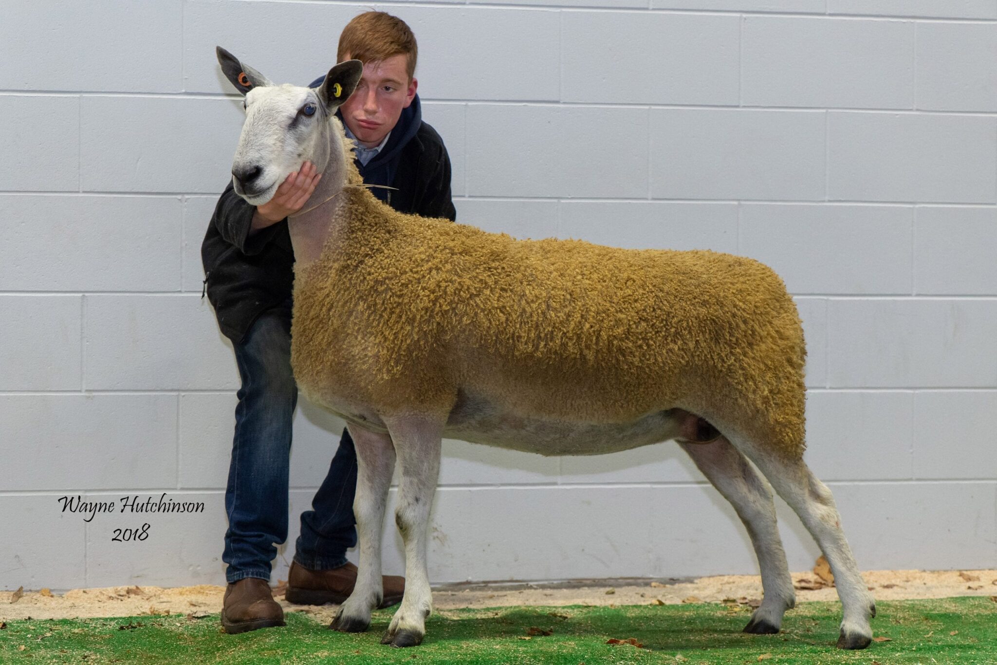 Carlisle Rams and Females – Traditional Sale Reports