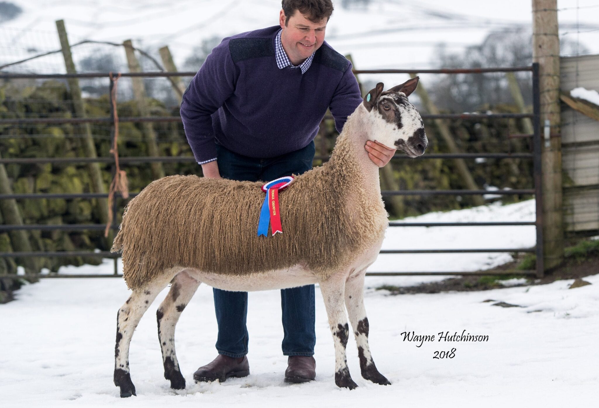 Hawes Female Sale Sale Reports