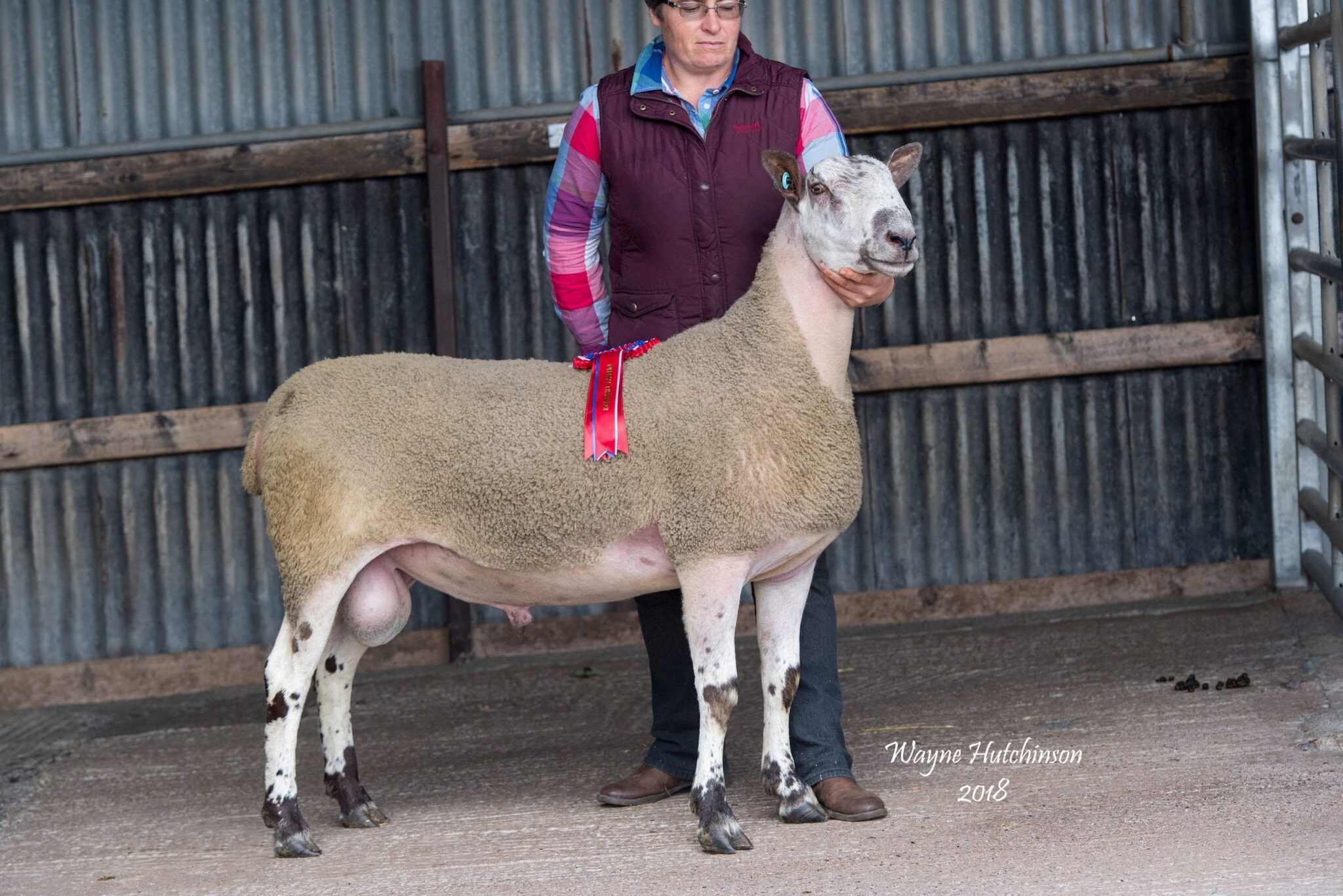 Castle Douglas Ram Sale Sale Reports