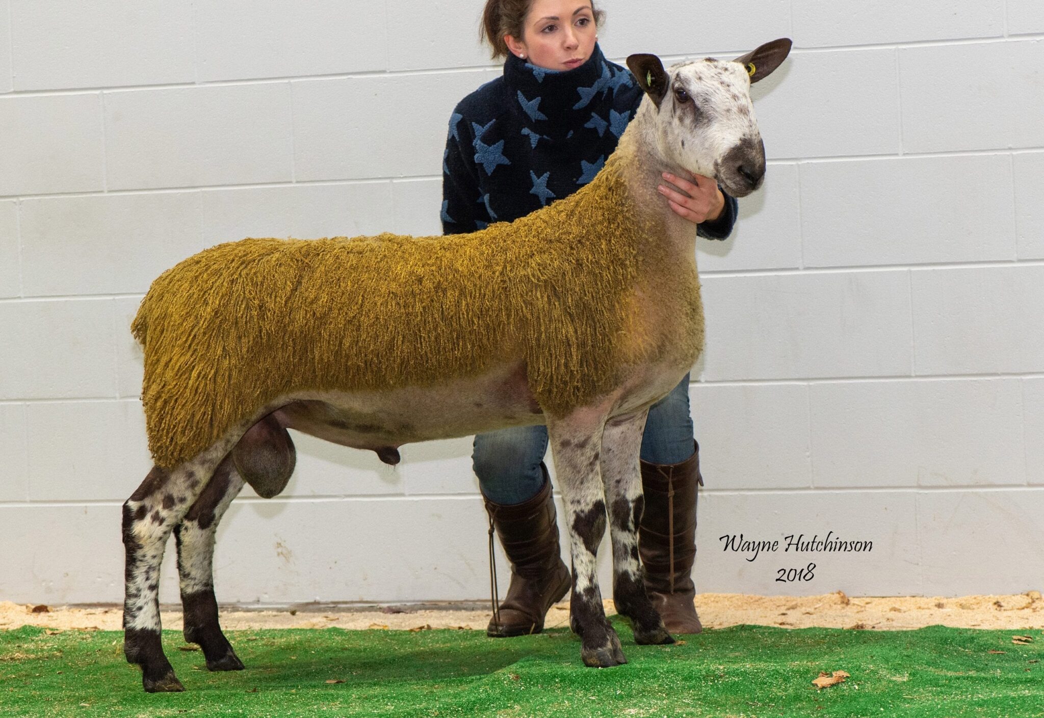 Carlisle Rams and Females Crossing Type Sale Reports