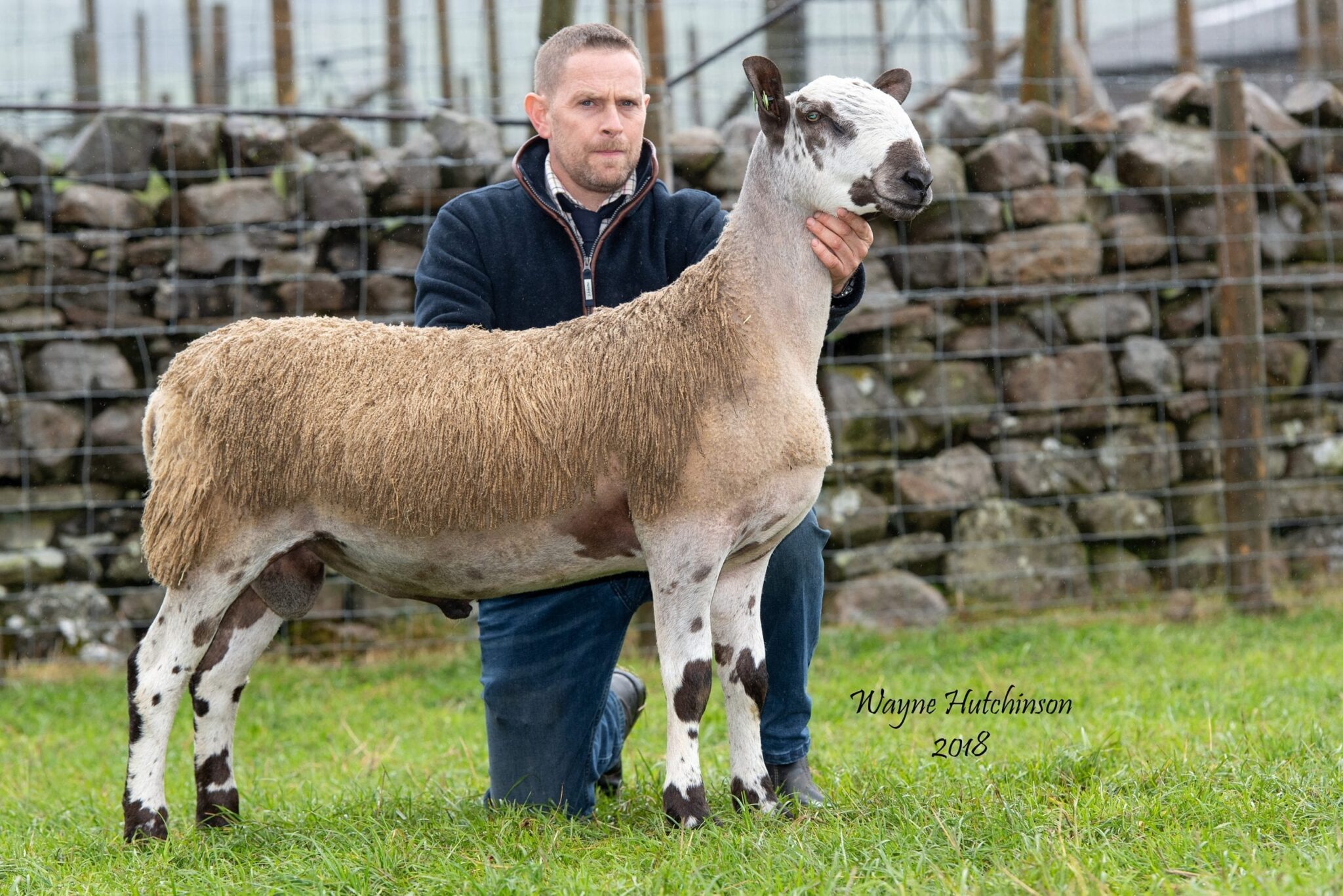Hawes Rams and Females Sale Reports