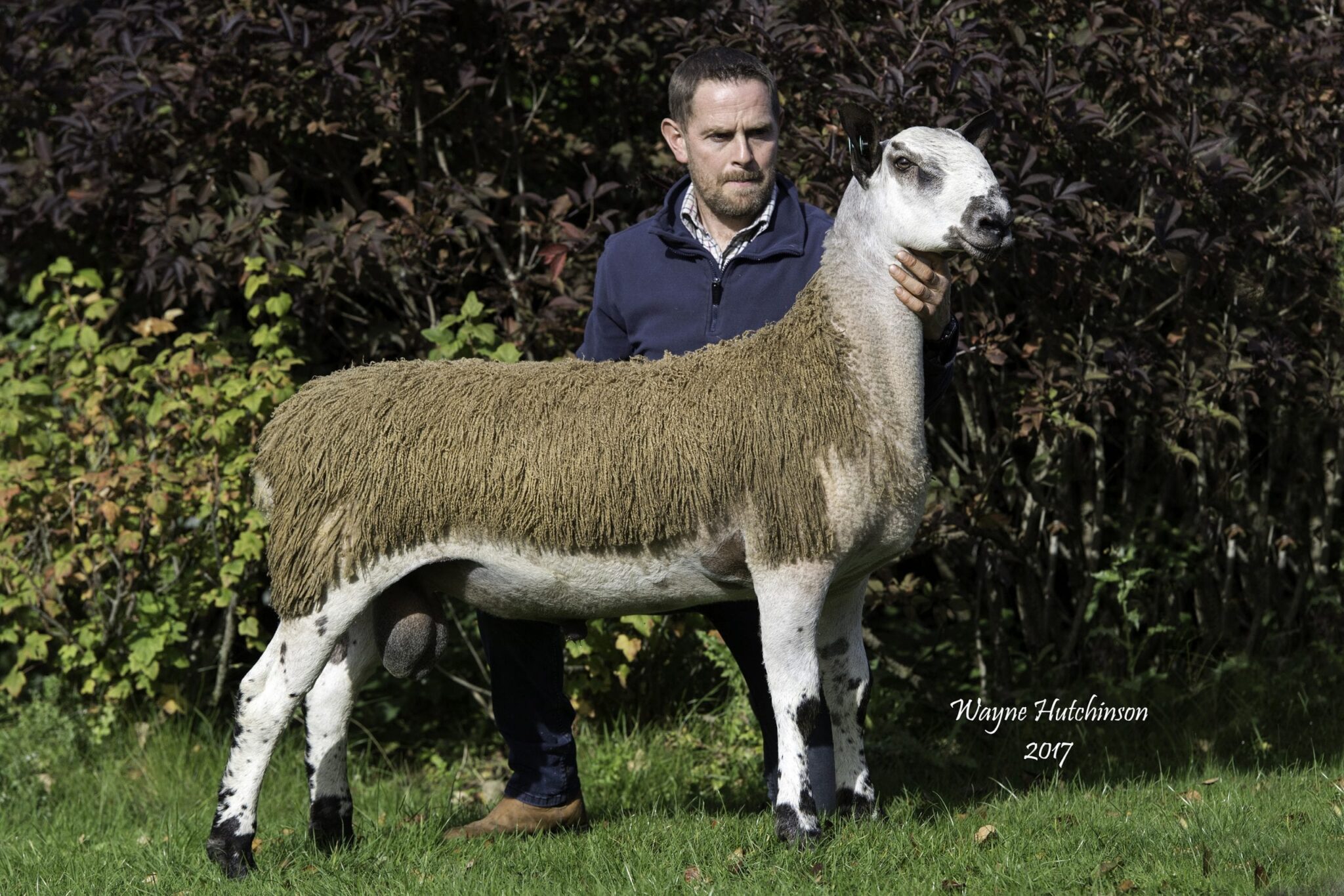 Carlisle Ram & Female Sale – Crossing Type Sale Reports