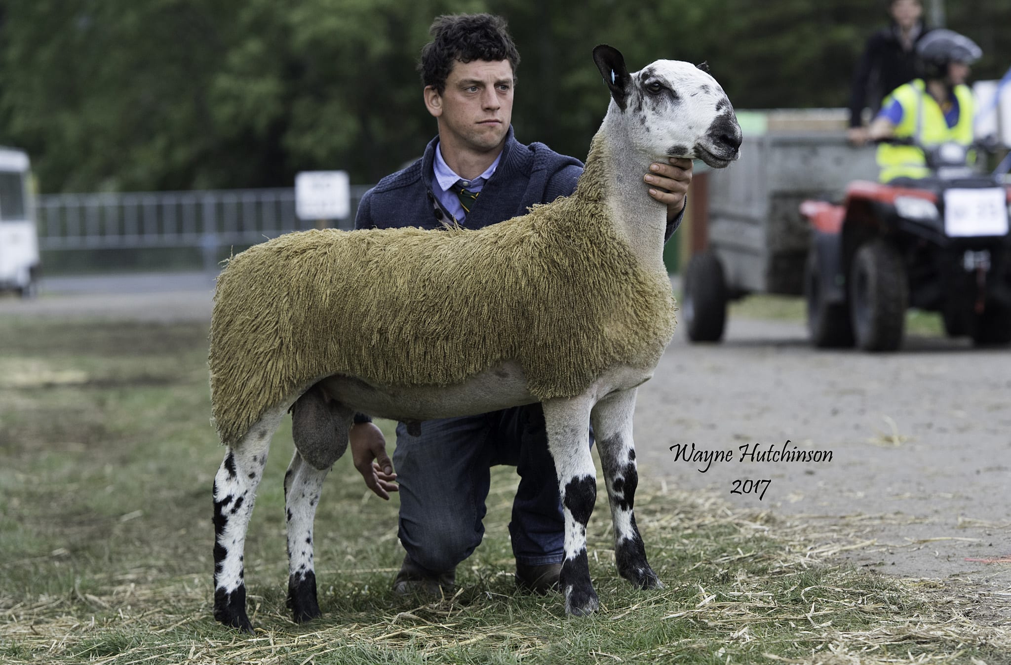 Kelso Ram Sale – Crossing Type Sale Reports