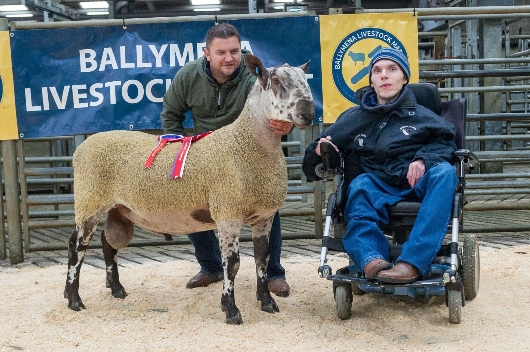 Ballymena Rams and Females Sale Reports