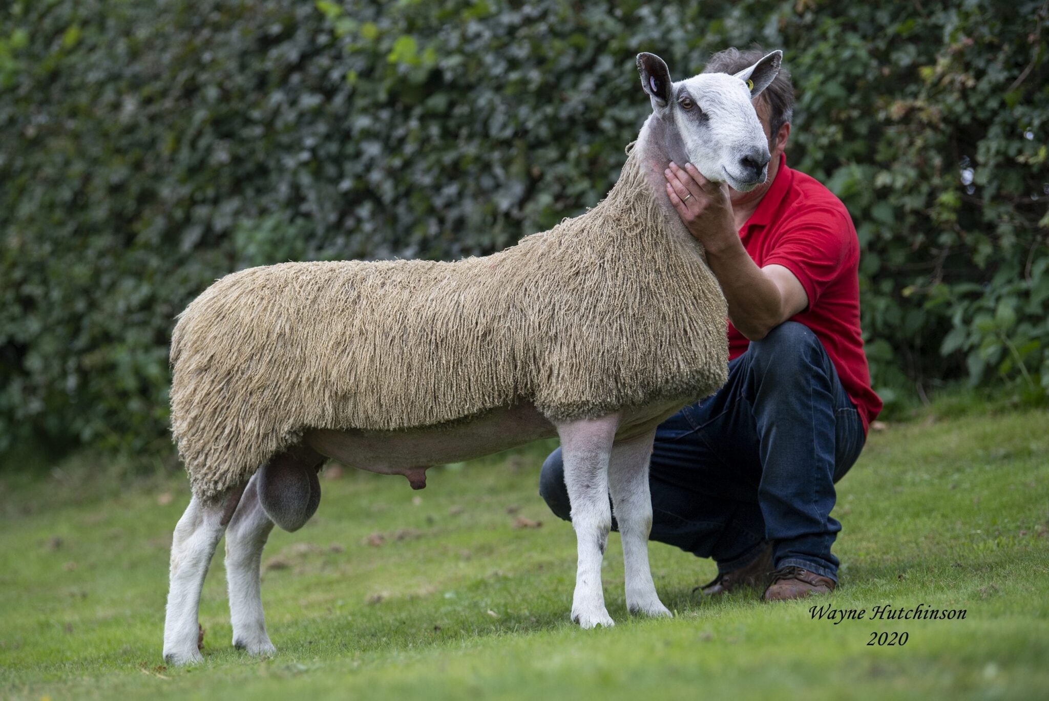 M Walton (Builth NSA Rings) at Welshpool Sale Reports