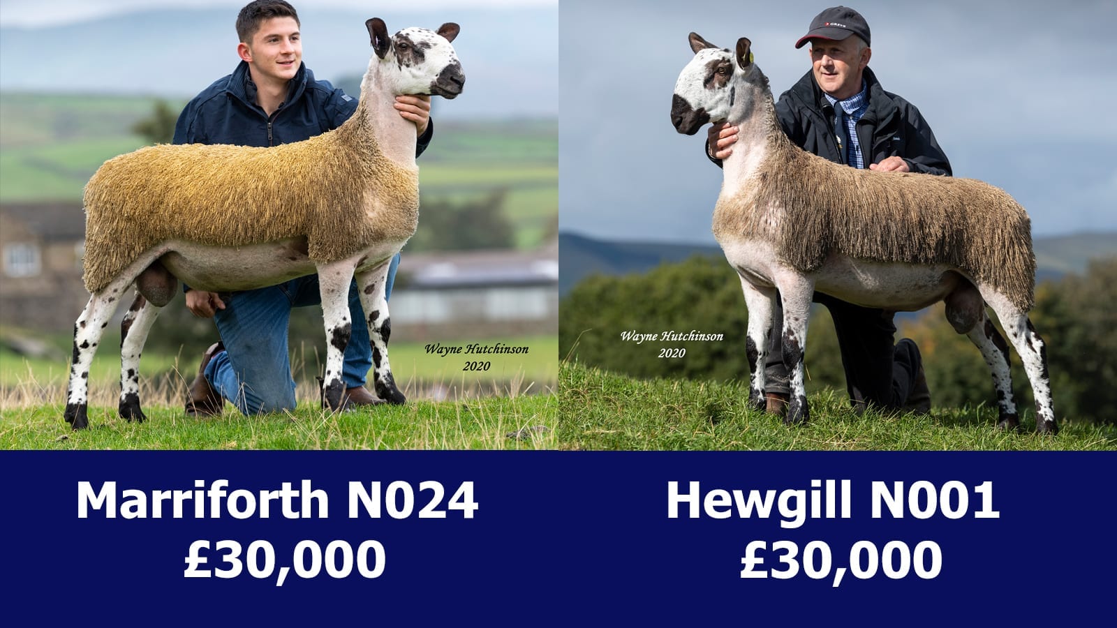 Hawes Sale Reports