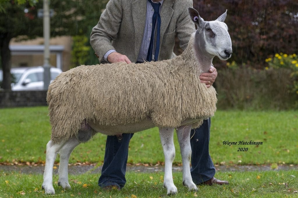 Carlisle - Traditional | Bluefaced Leicester Sheep Breeders' Association