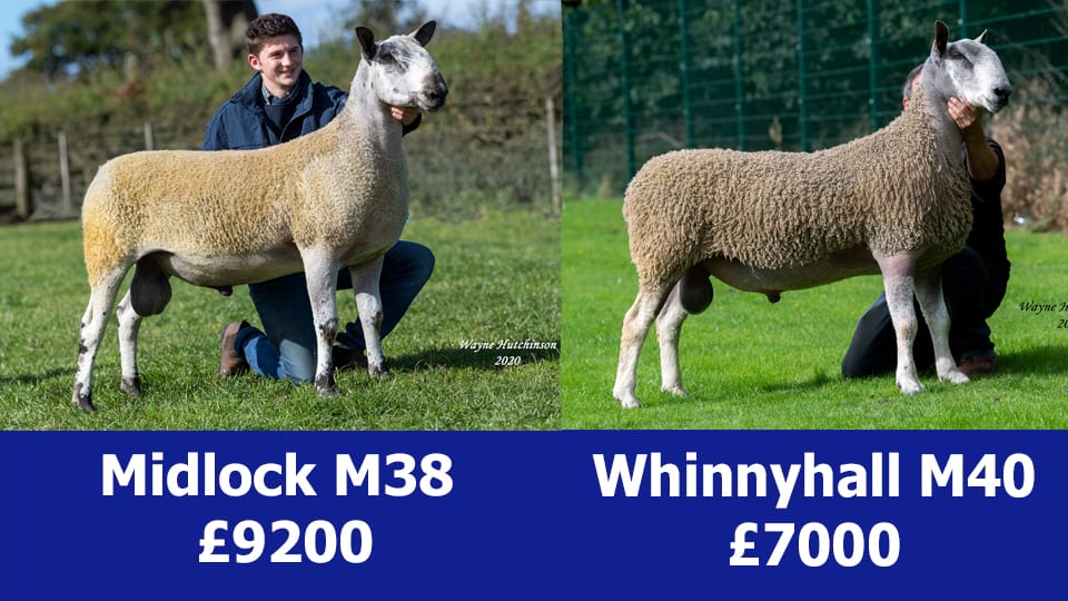 Kelso Ram Sales, 2021 Image