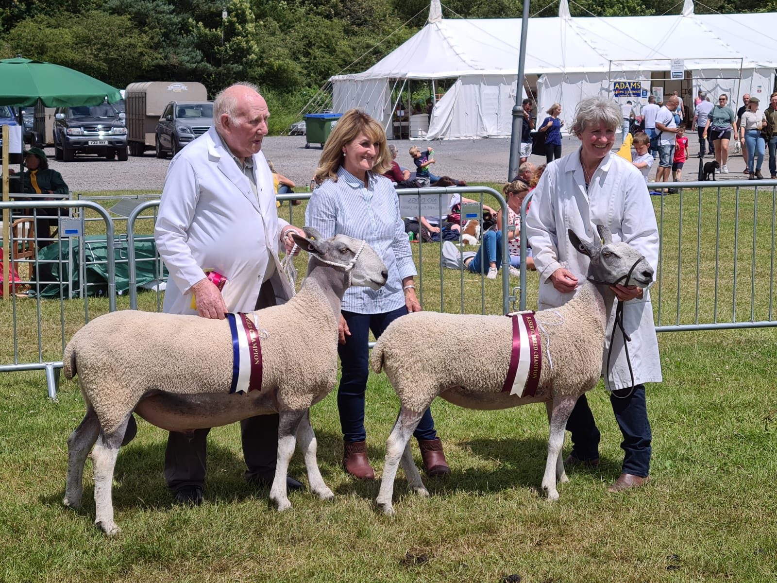 Devon County Show 2nd 4th July 2021 Bluefaced Leicester Sheep 