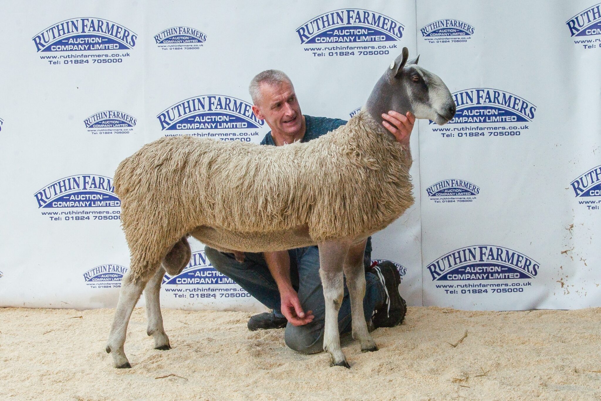 Ruthin Ram & Female Sale Sale Reports