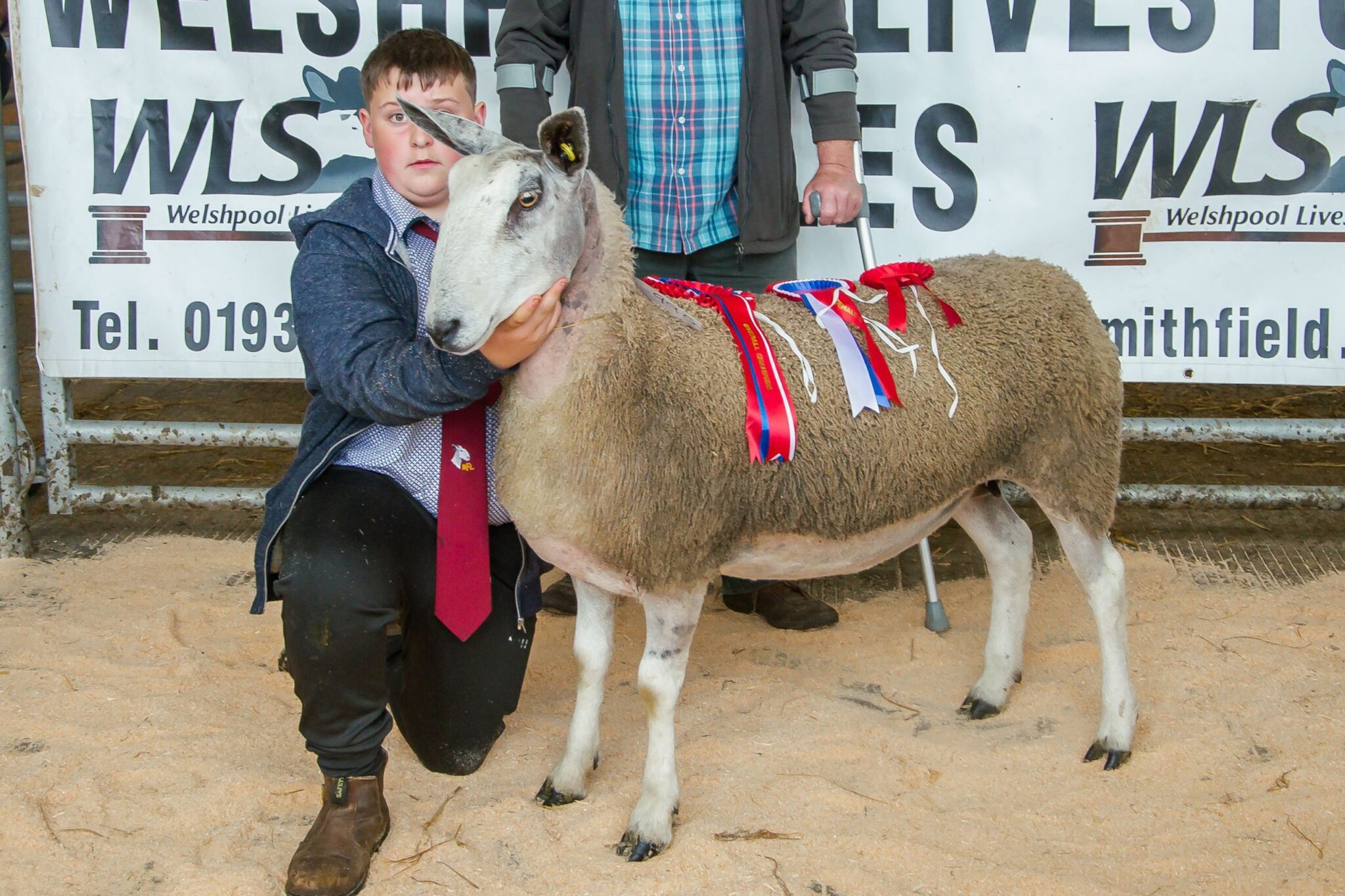 Welshpool Ram & Female Sale Sale Reports