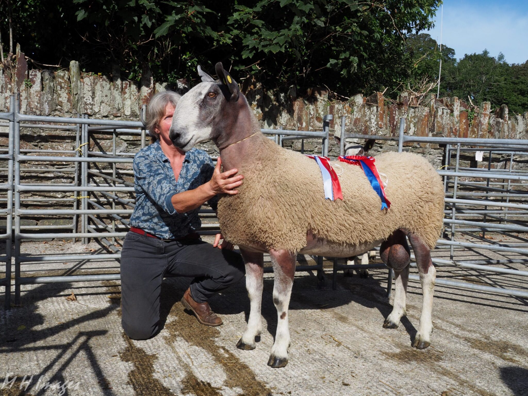 Tavistock Ram & Female Sale Sale Reports