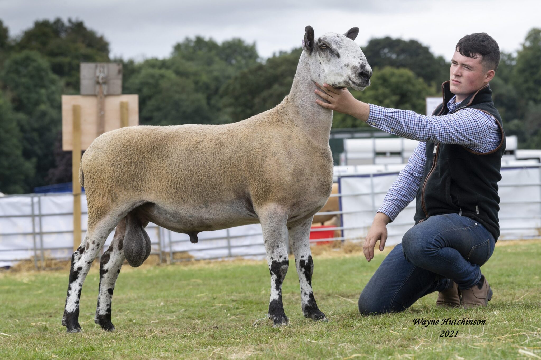 Kelso Ram Sales – Crossing Type Sale Reports