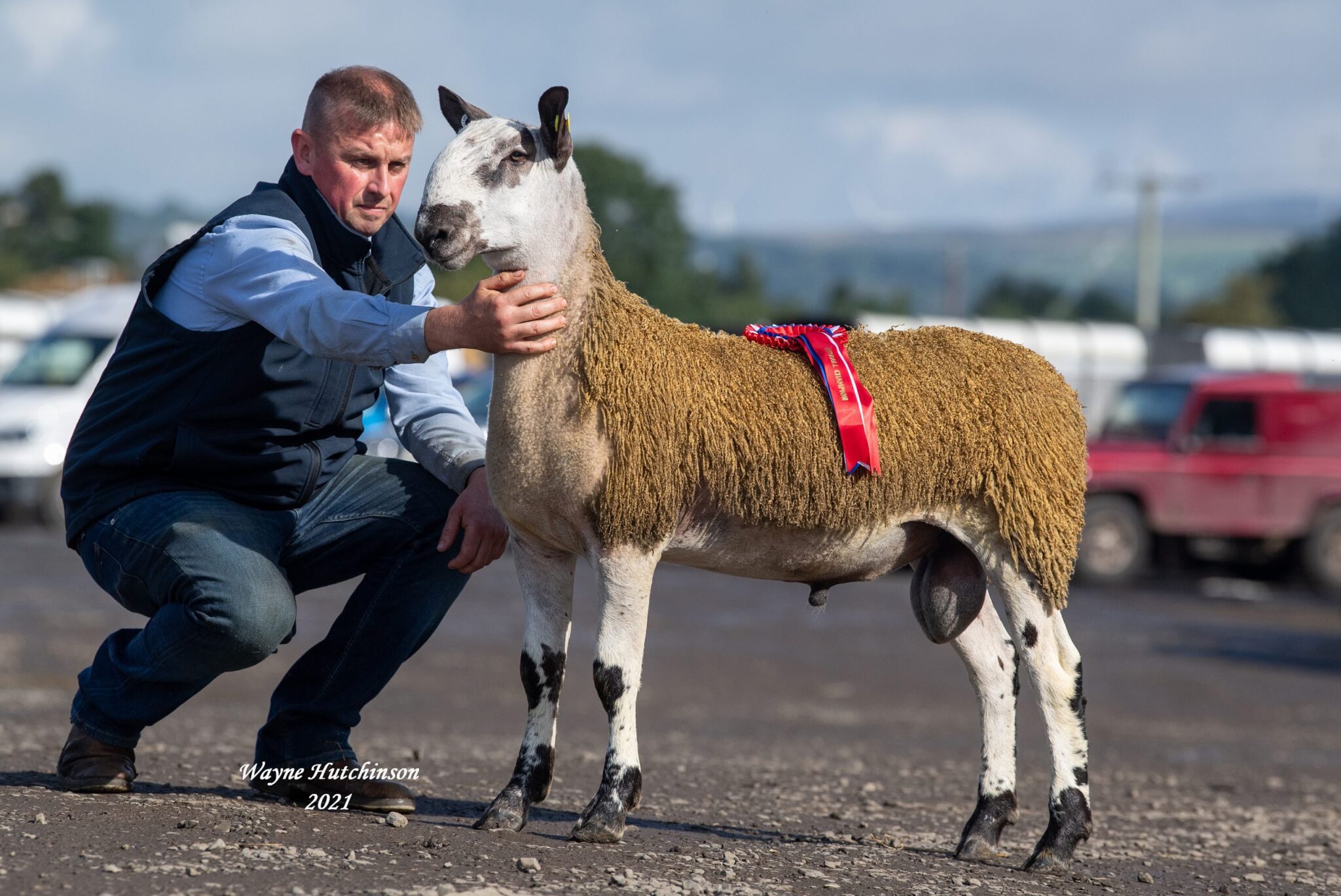 Ballymena Ram & Female Sale Sale Reports