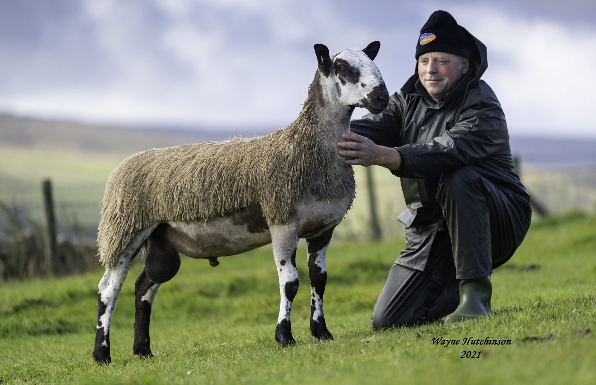 Hawes Female Sale Image