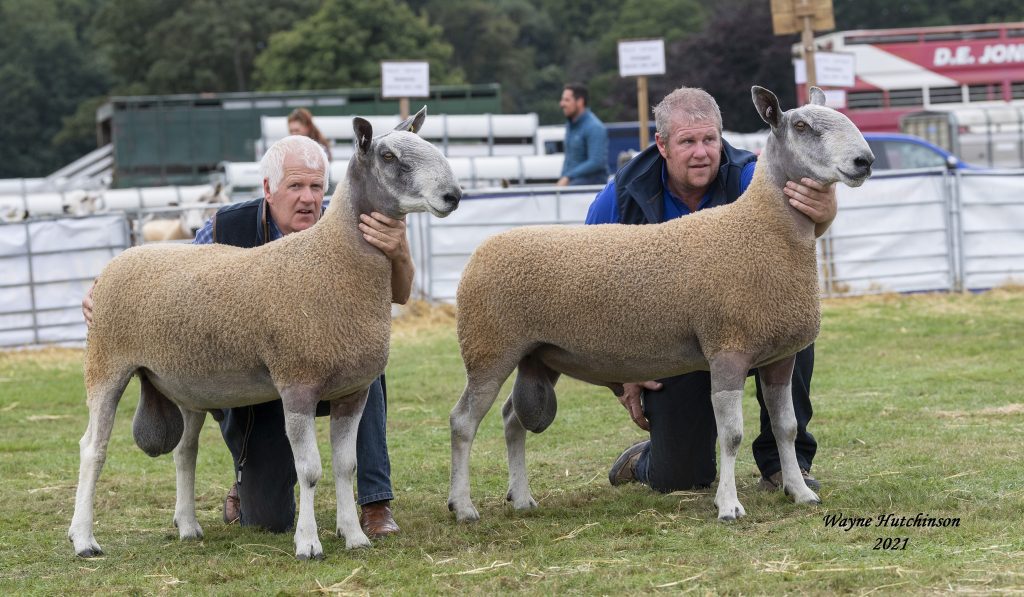 Kate Smith, Low Arkland Traditional Type National Overall Champion – Two Shearling Rams