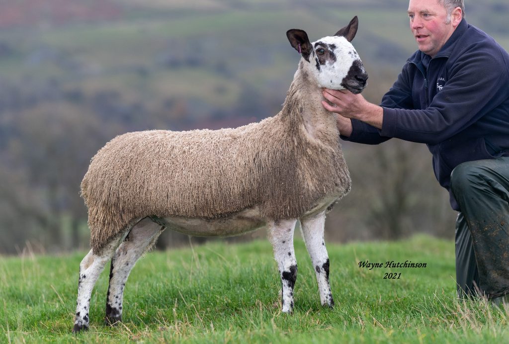 Marian Porter, Skelgate Crossing Type Small Flock National Overall Champion – Single Ewe Lamb