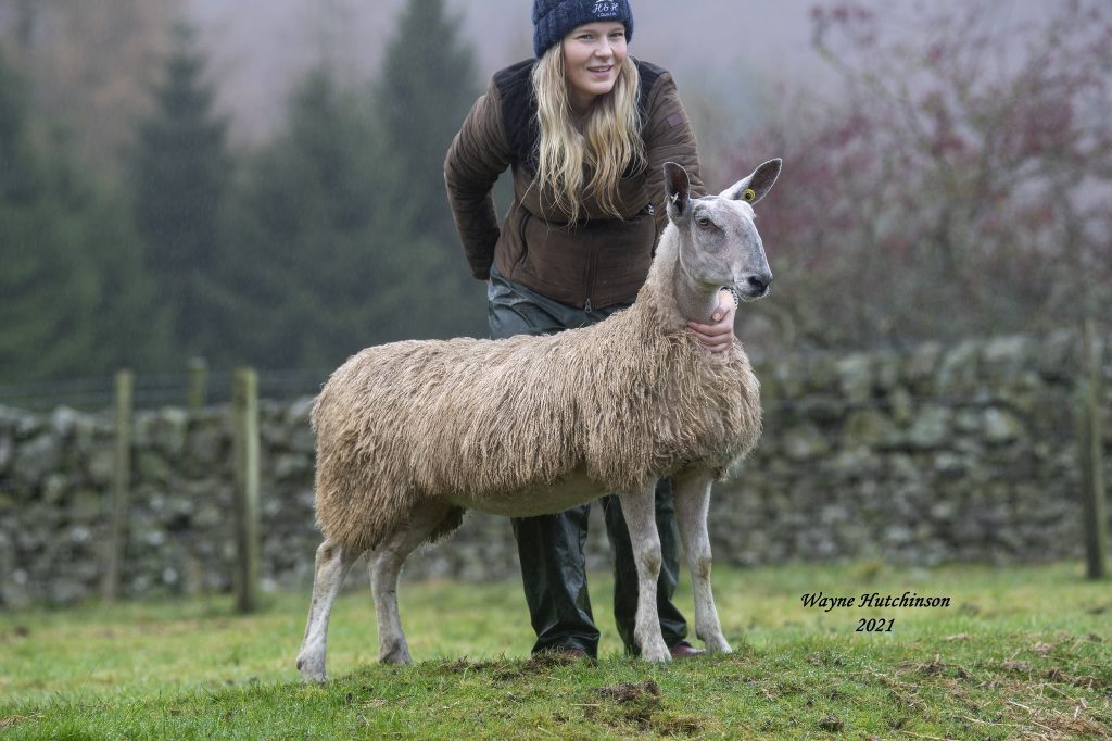 Meghan Carson, Lairdmannoch Traditional Type Small Flock National Overall Champion – Single Ewe Lamb
