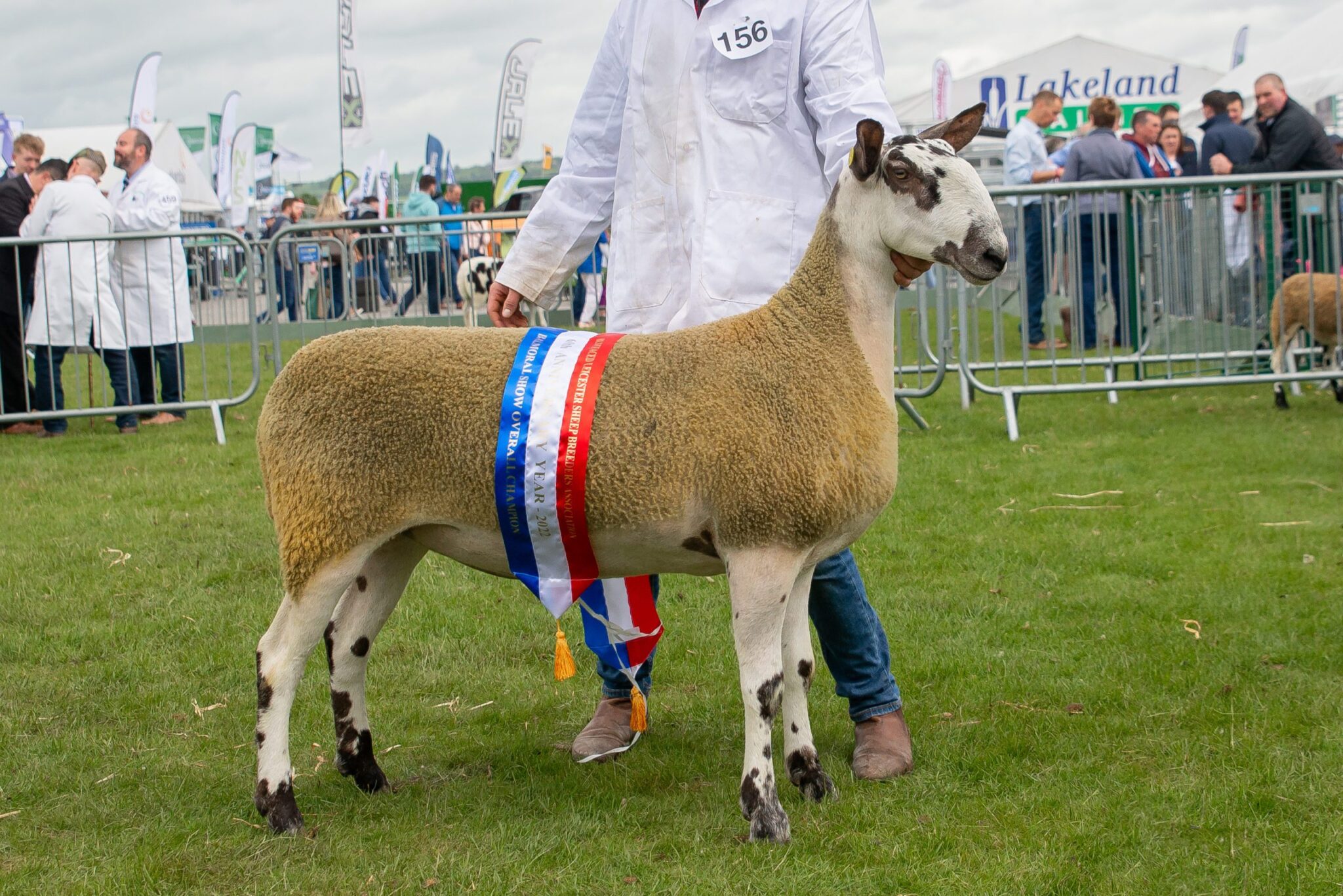 Balmoral Show – Bluefaced Leicester – Overall Champion Longwool News